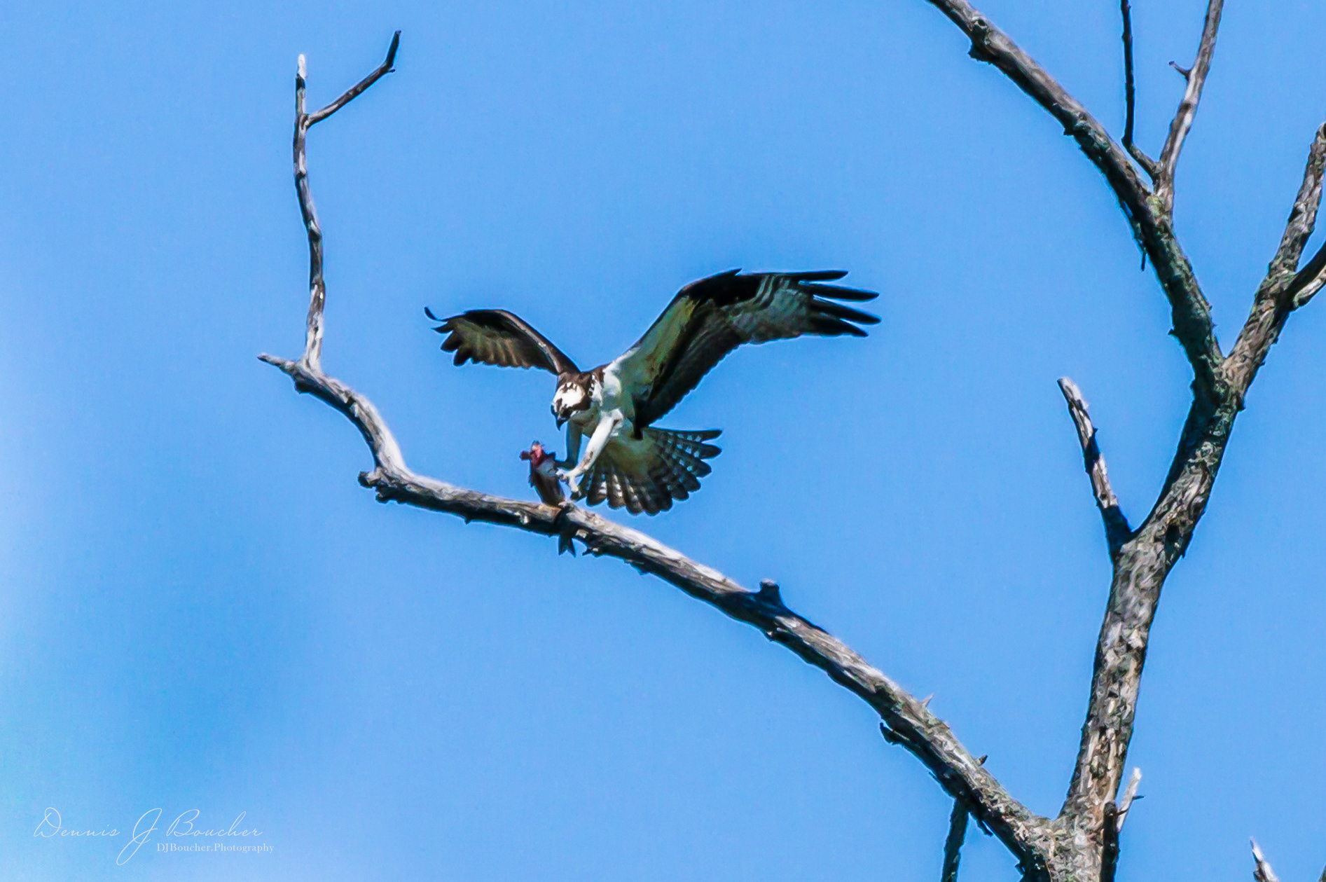 Osprey With Fish Missisquoi Refuge Vermont