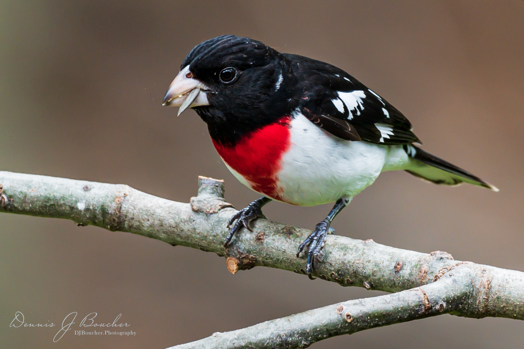 Rose Breasted Grosbeak