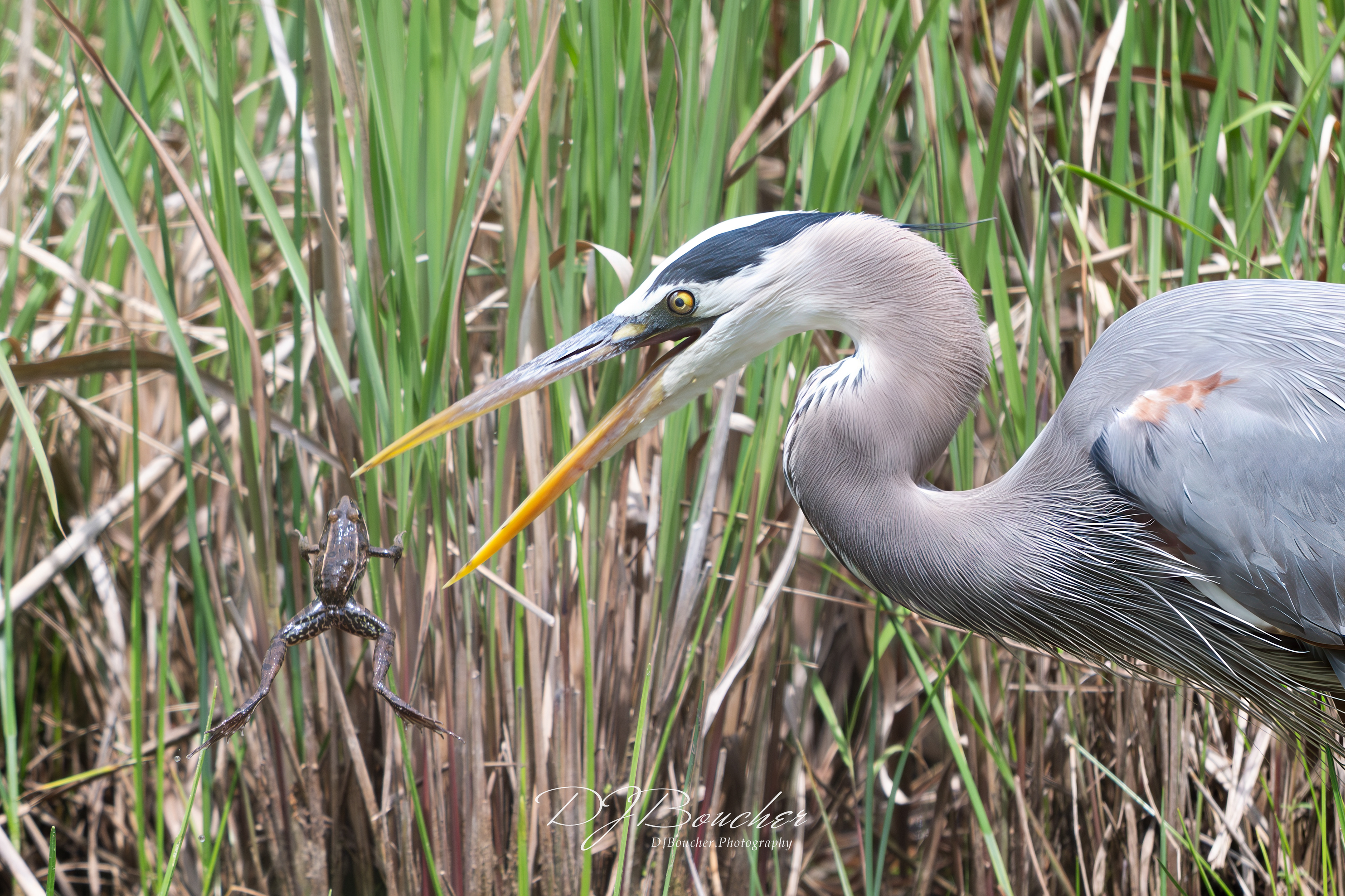Great Blue Heron
