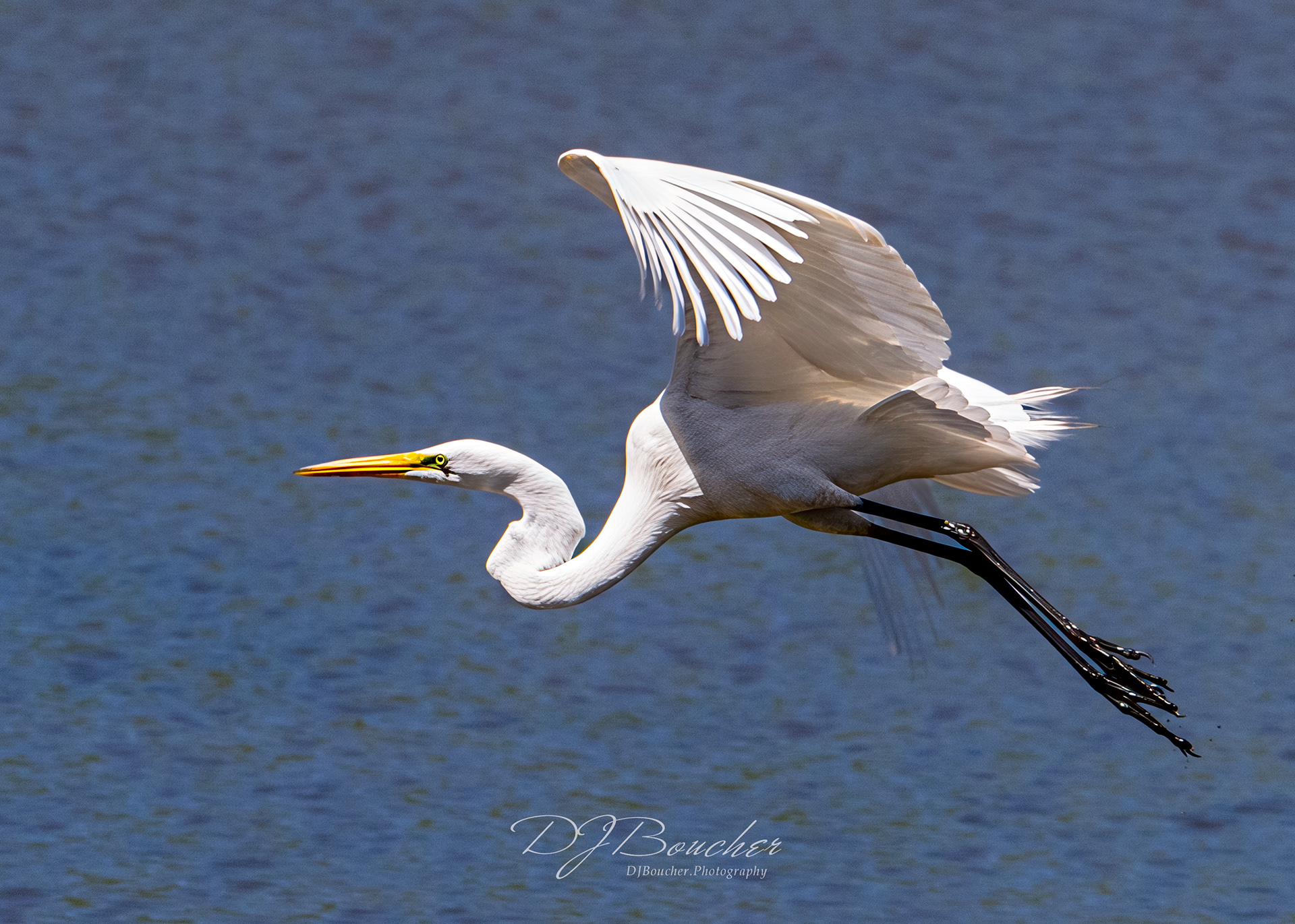 Great White Egret