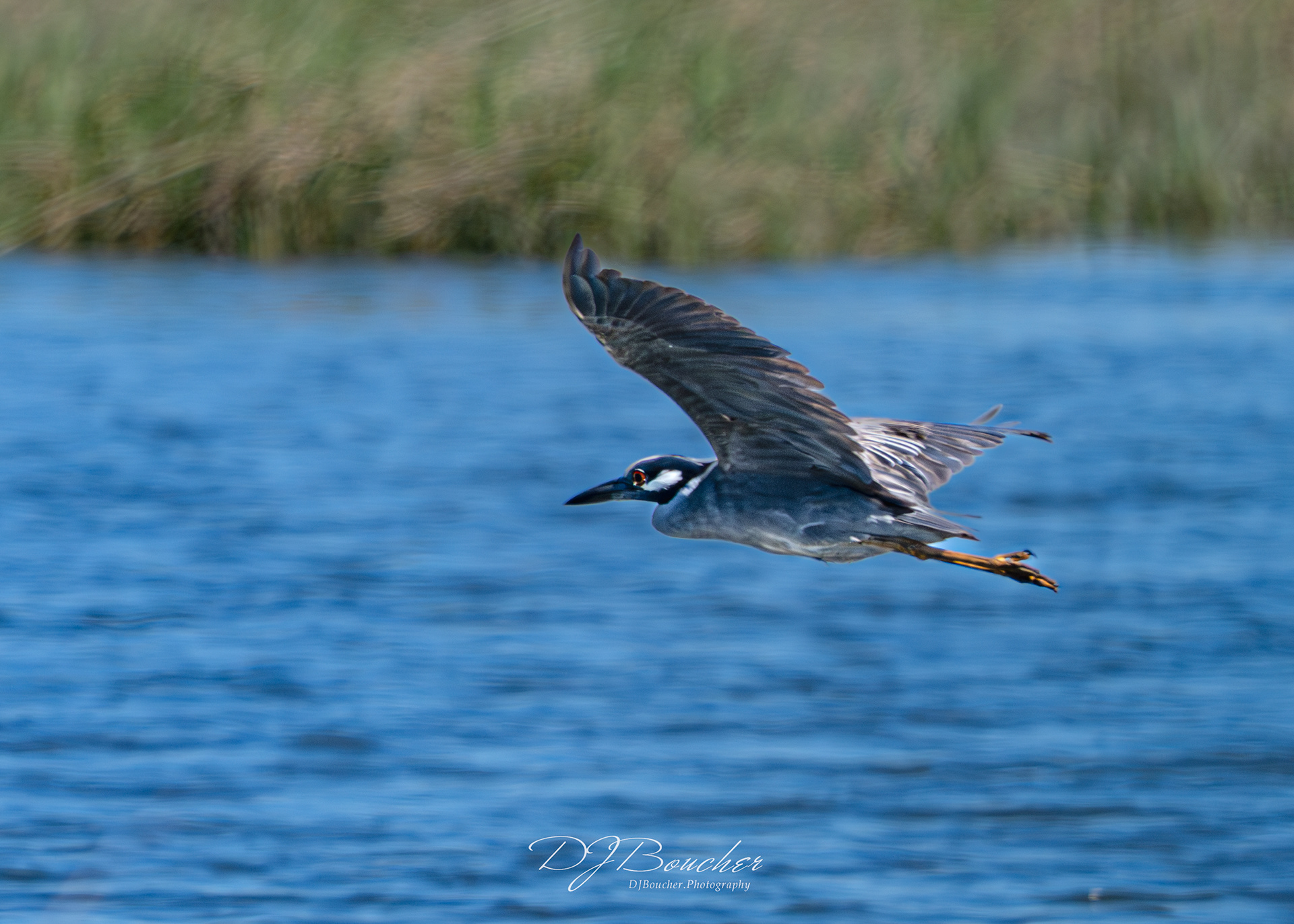 Yellow Crowned Heron