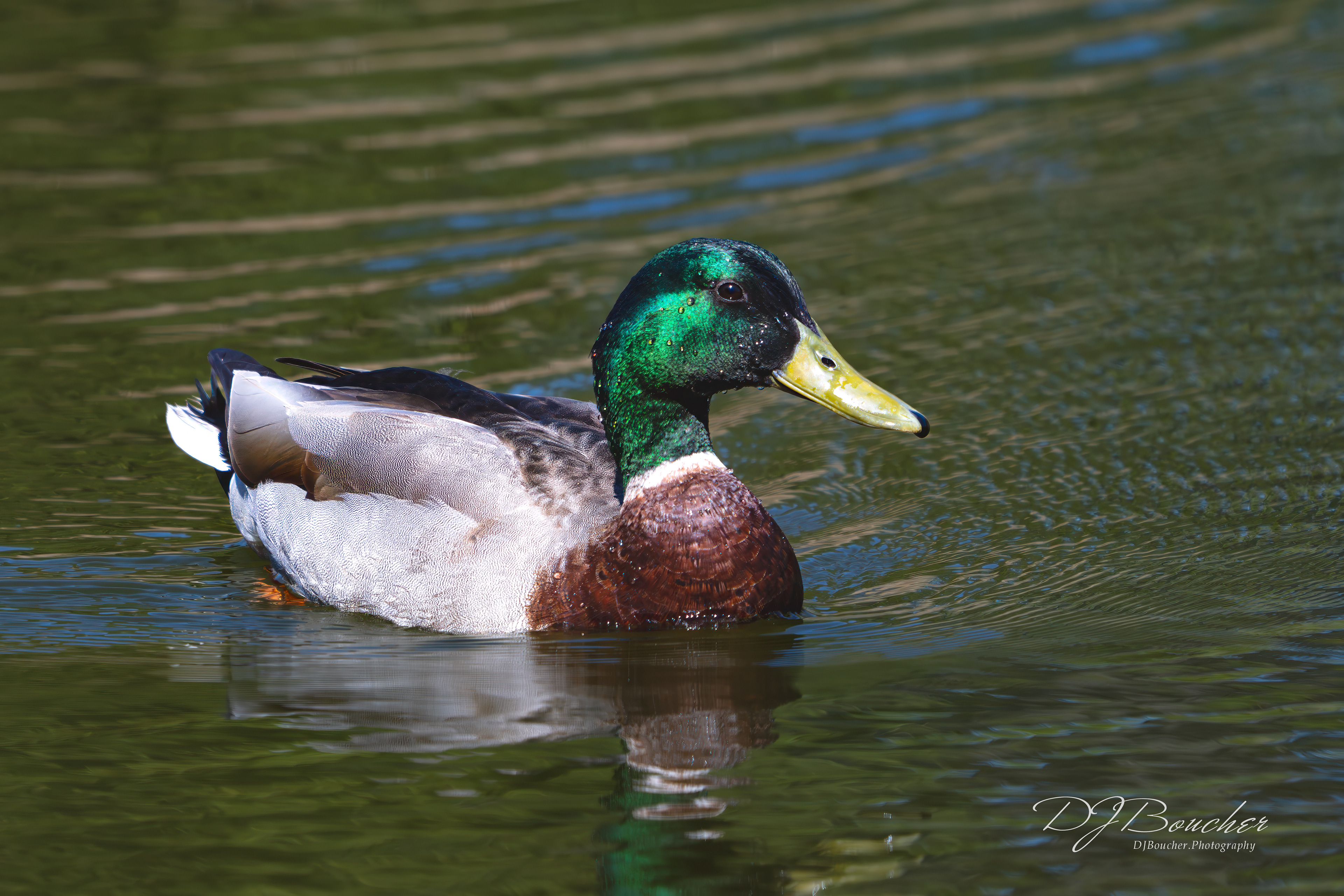 Male Mallard