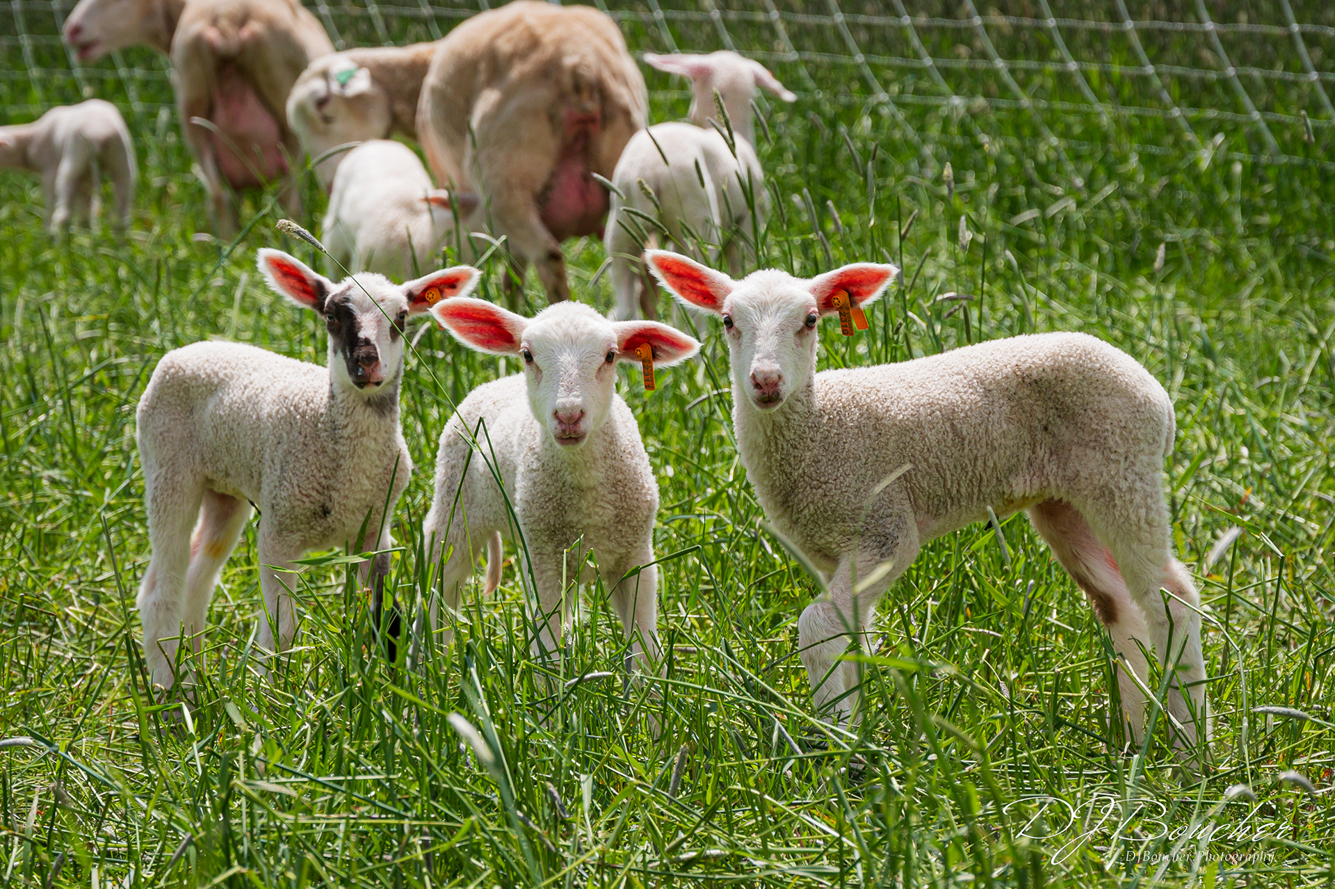 First Lady Sheep Farm VT.