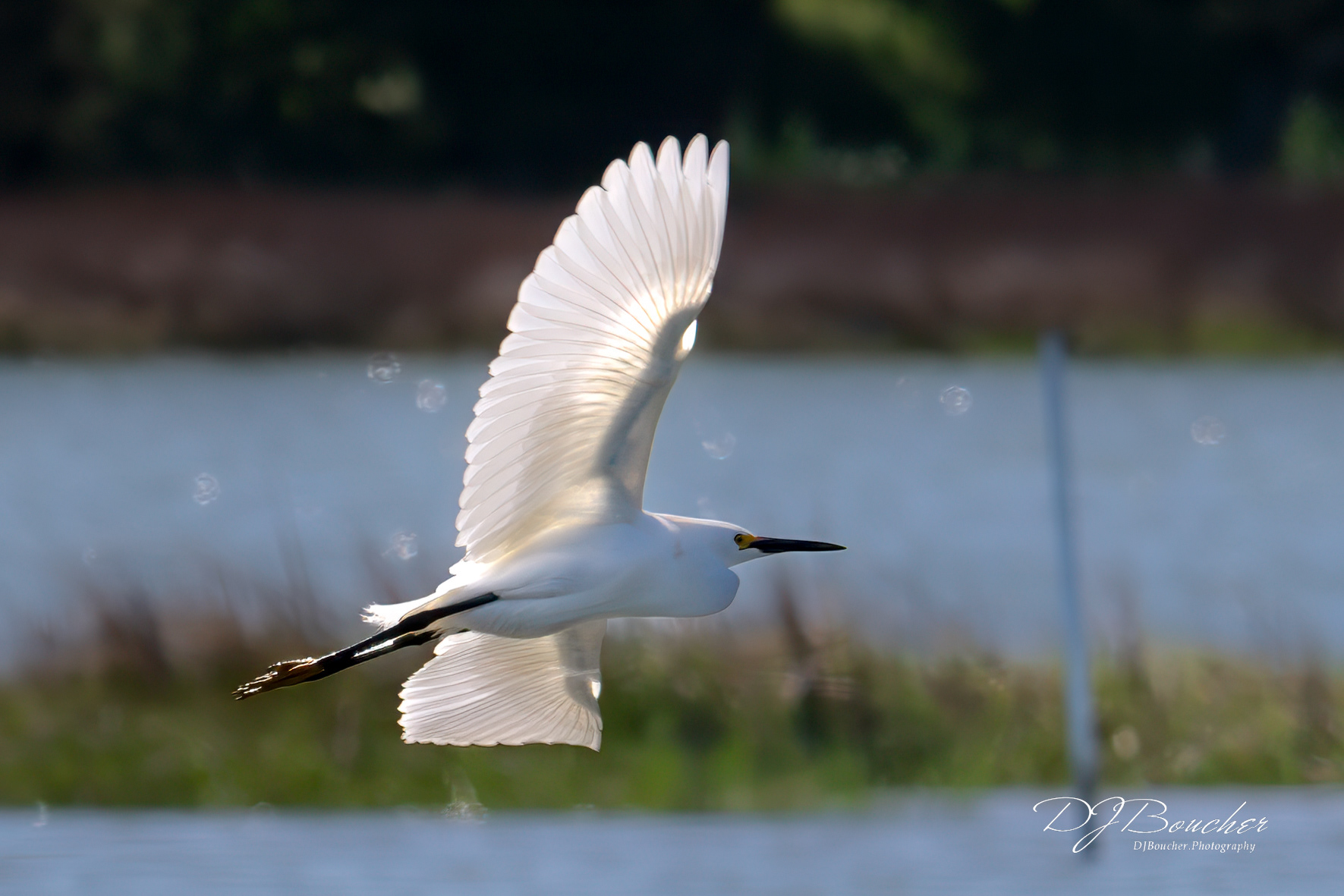 Snowy Egret