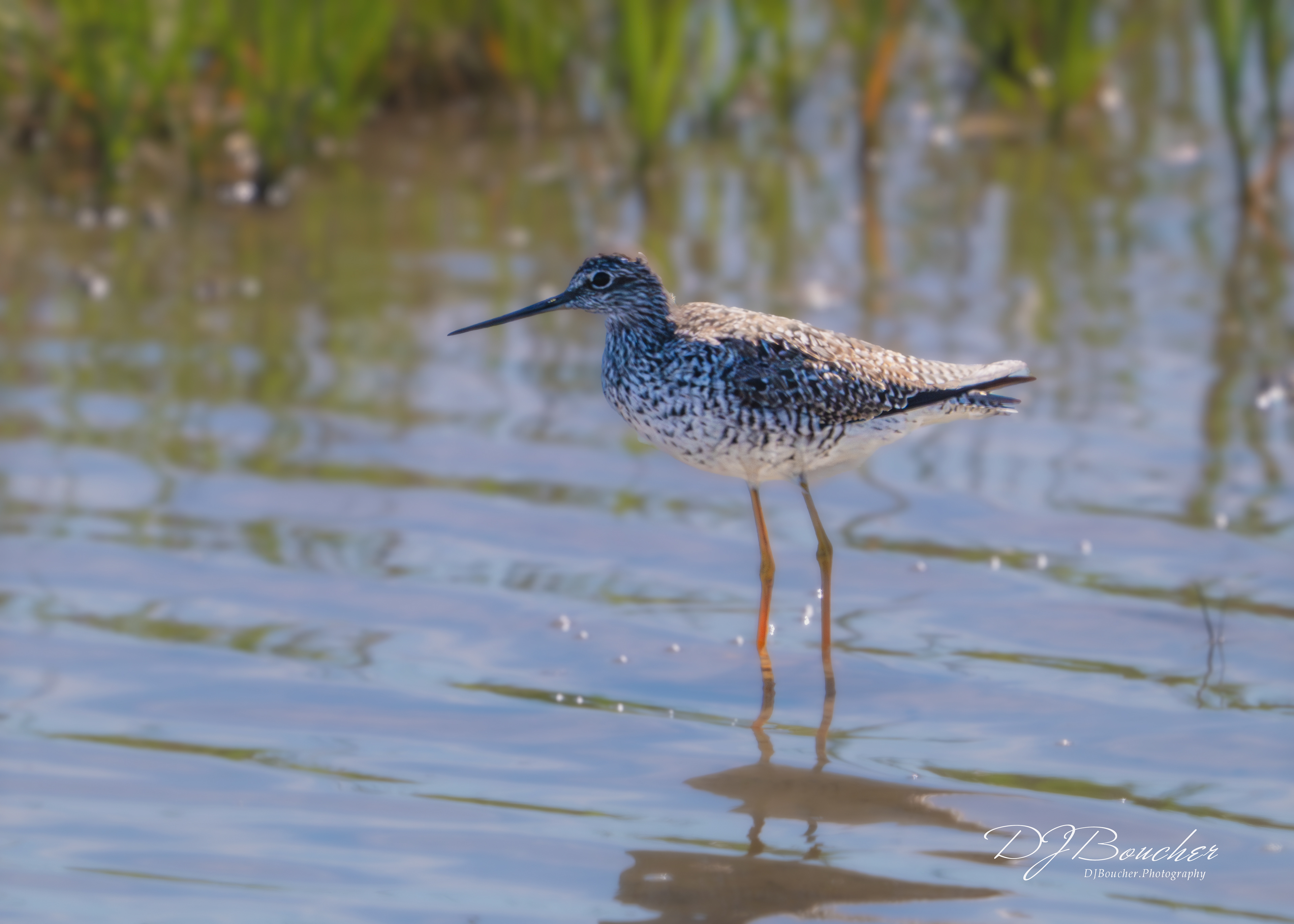 Yellowleg