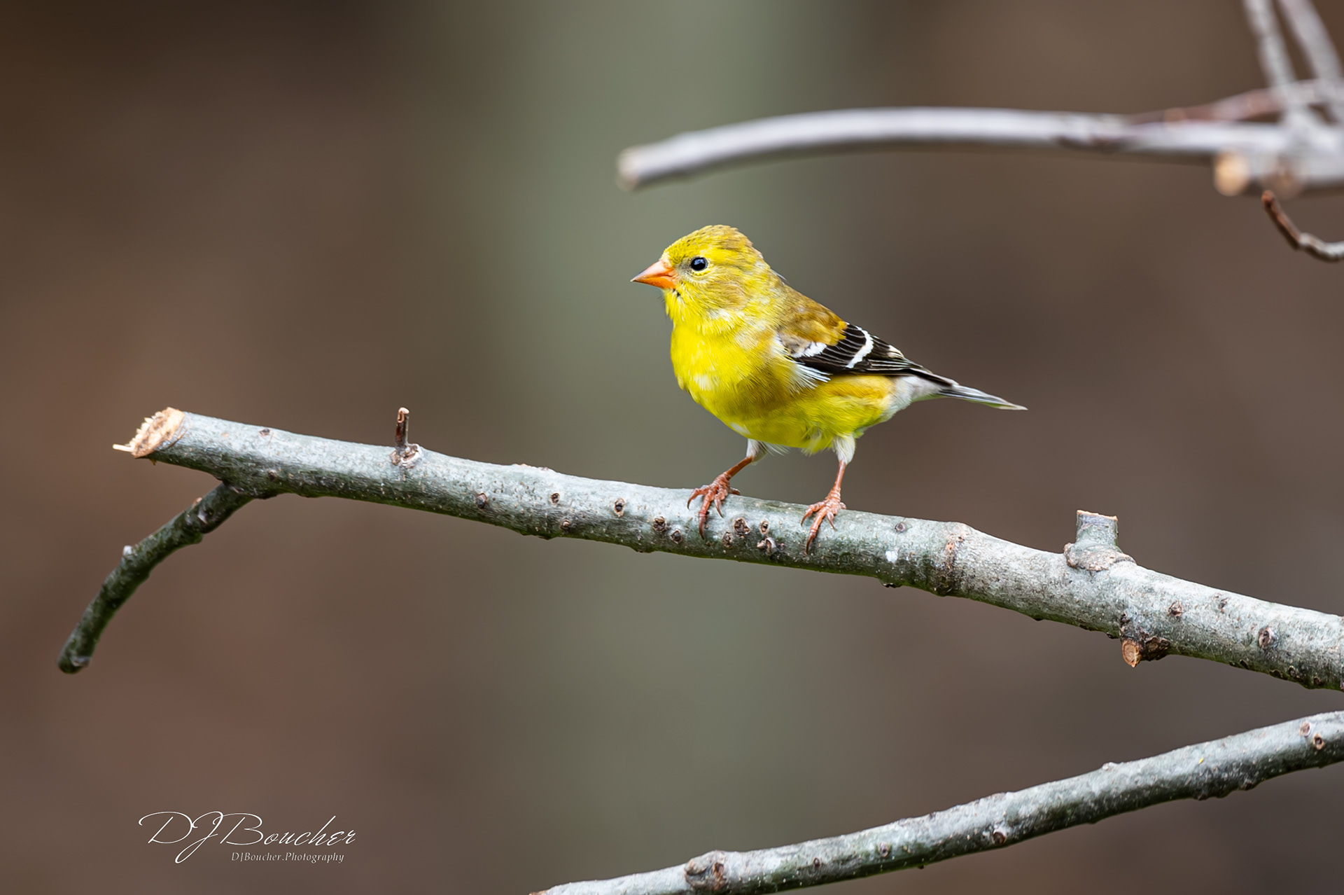 Goldfinch