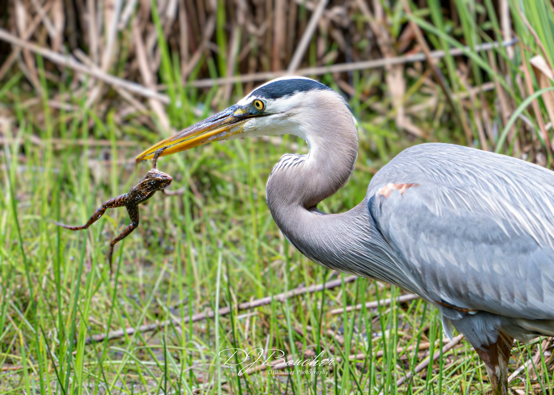 Blue Heron vs. Frog