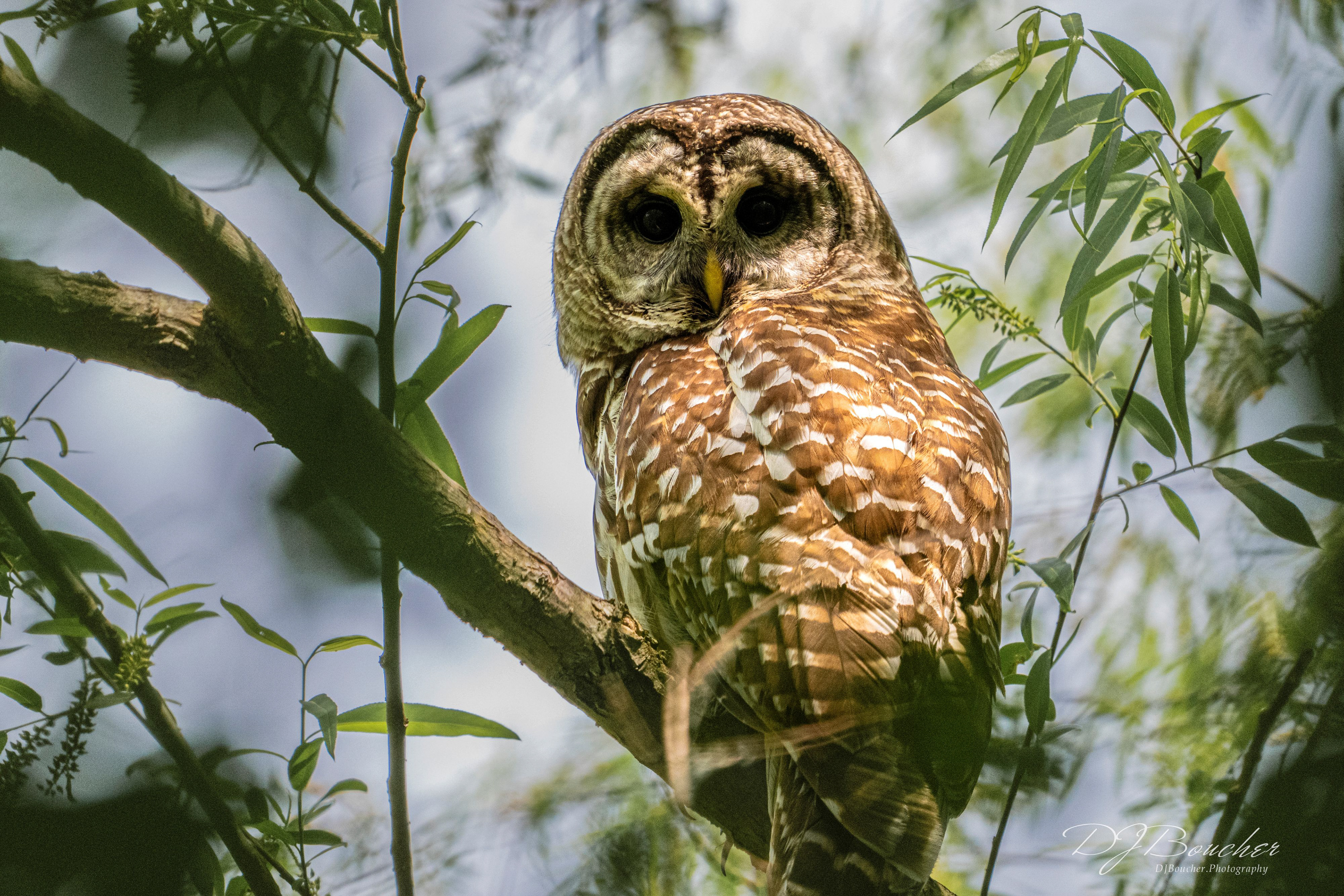 Barred Owl Virgina Beach