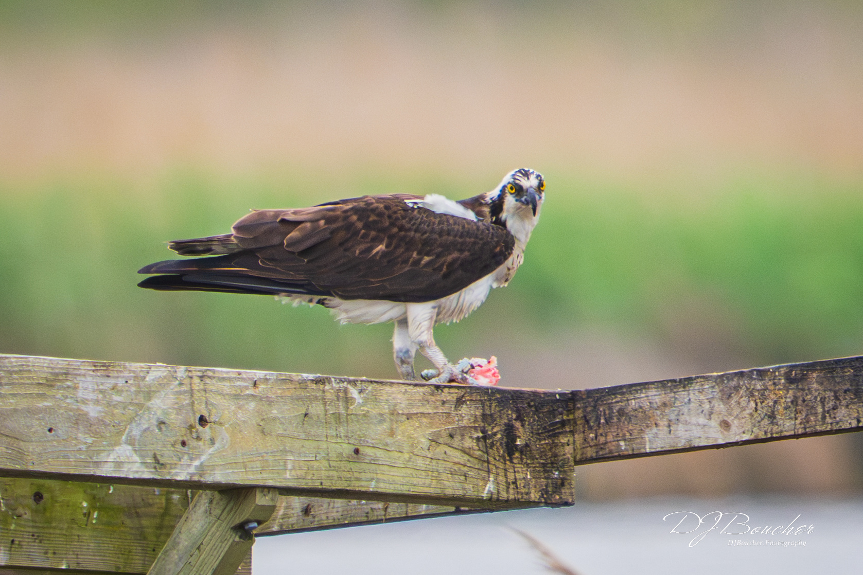 Osprey lunch