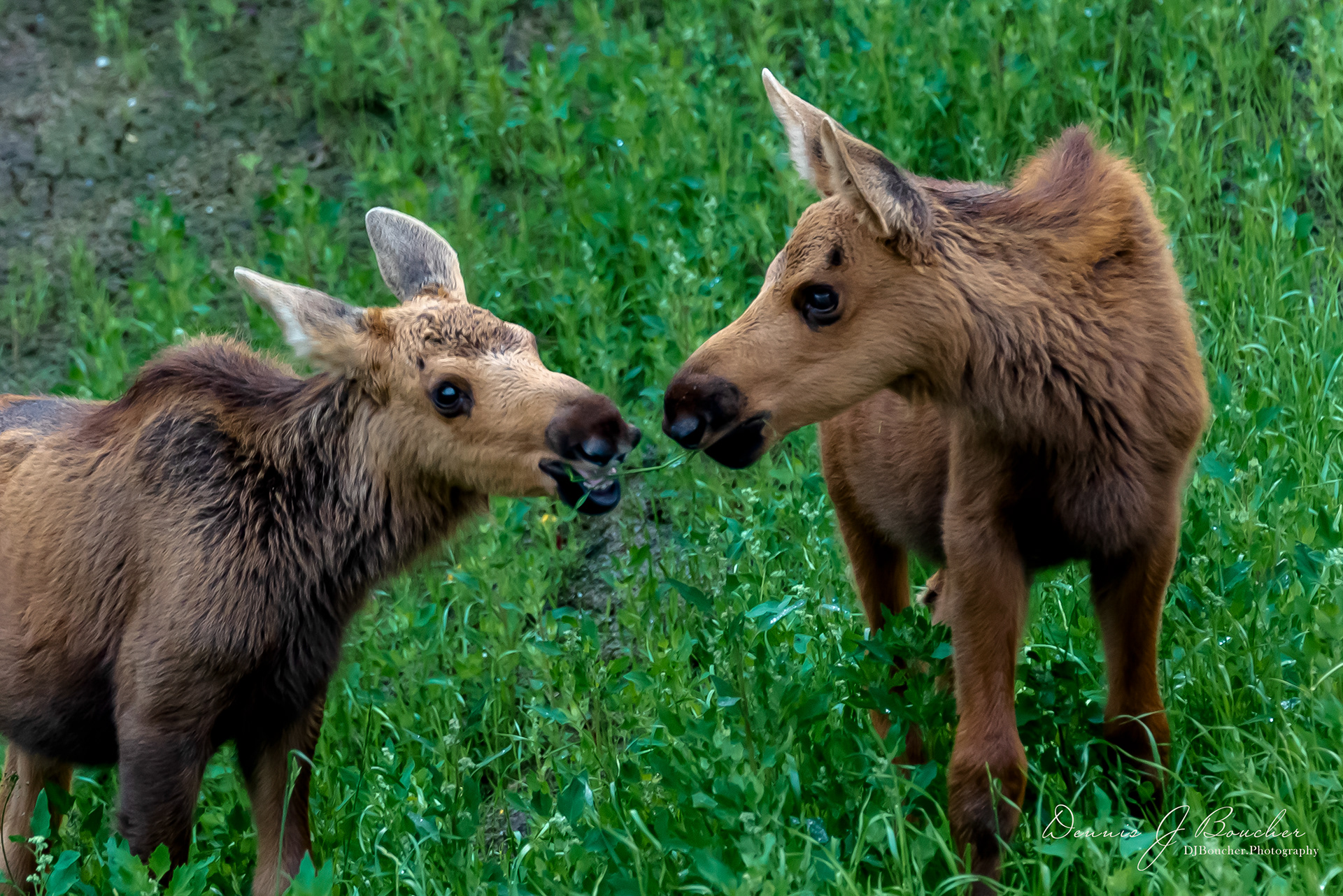 Orphaned Moose, Alaska