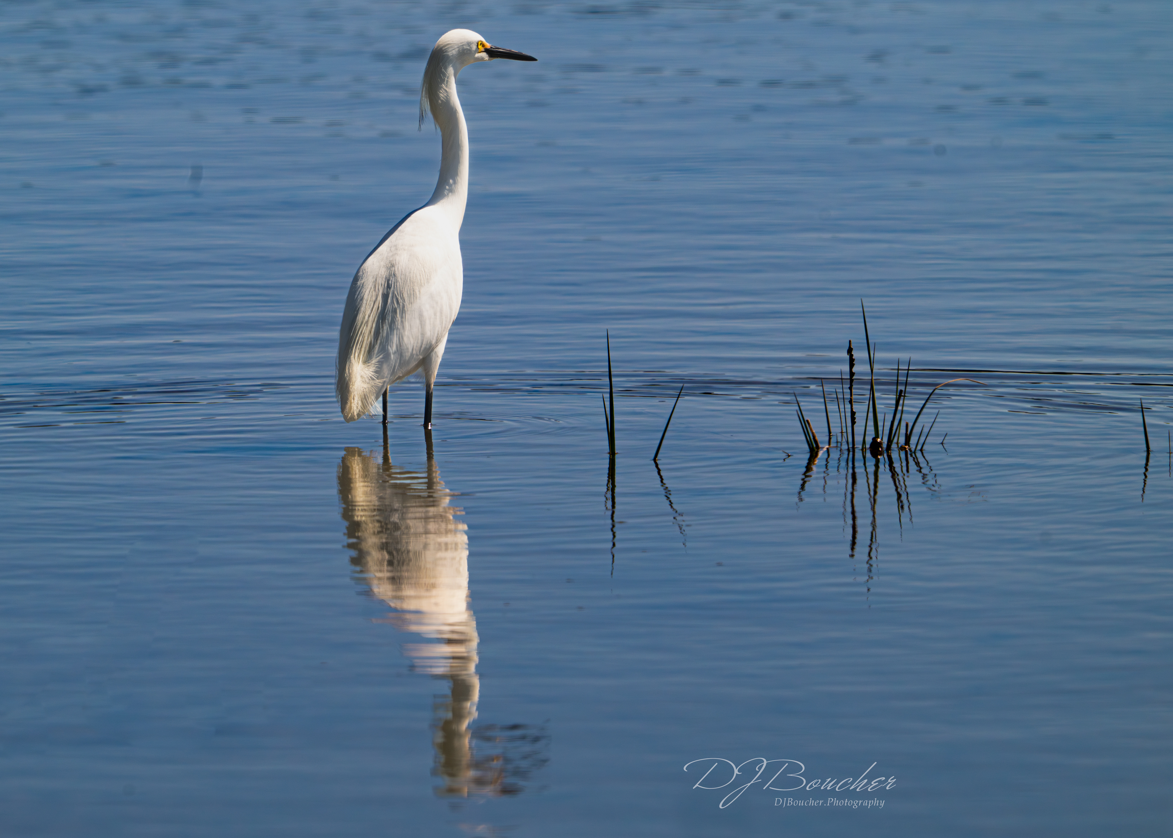 Snowy Egret