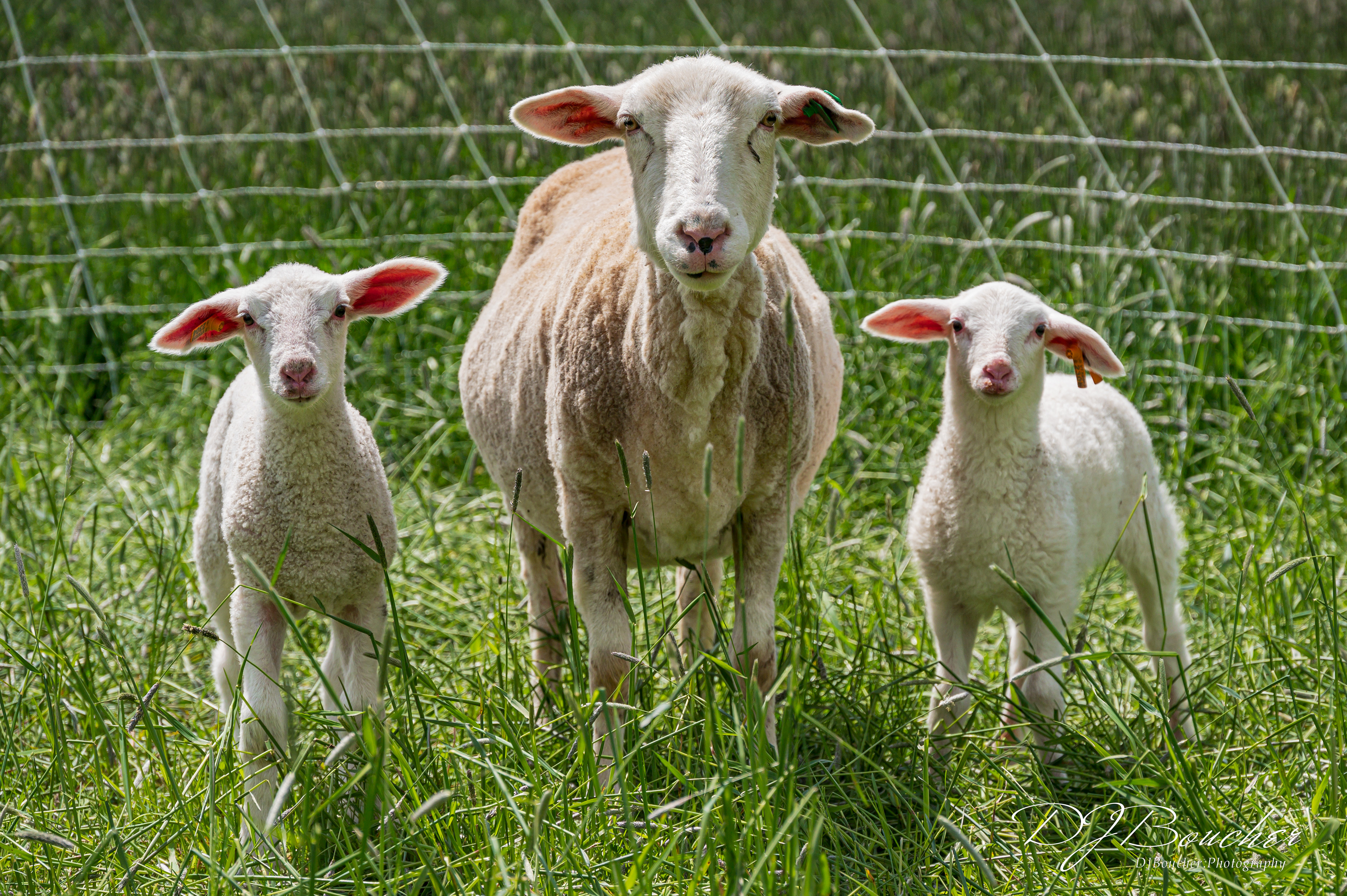 First Lady Sheep Farm VT.