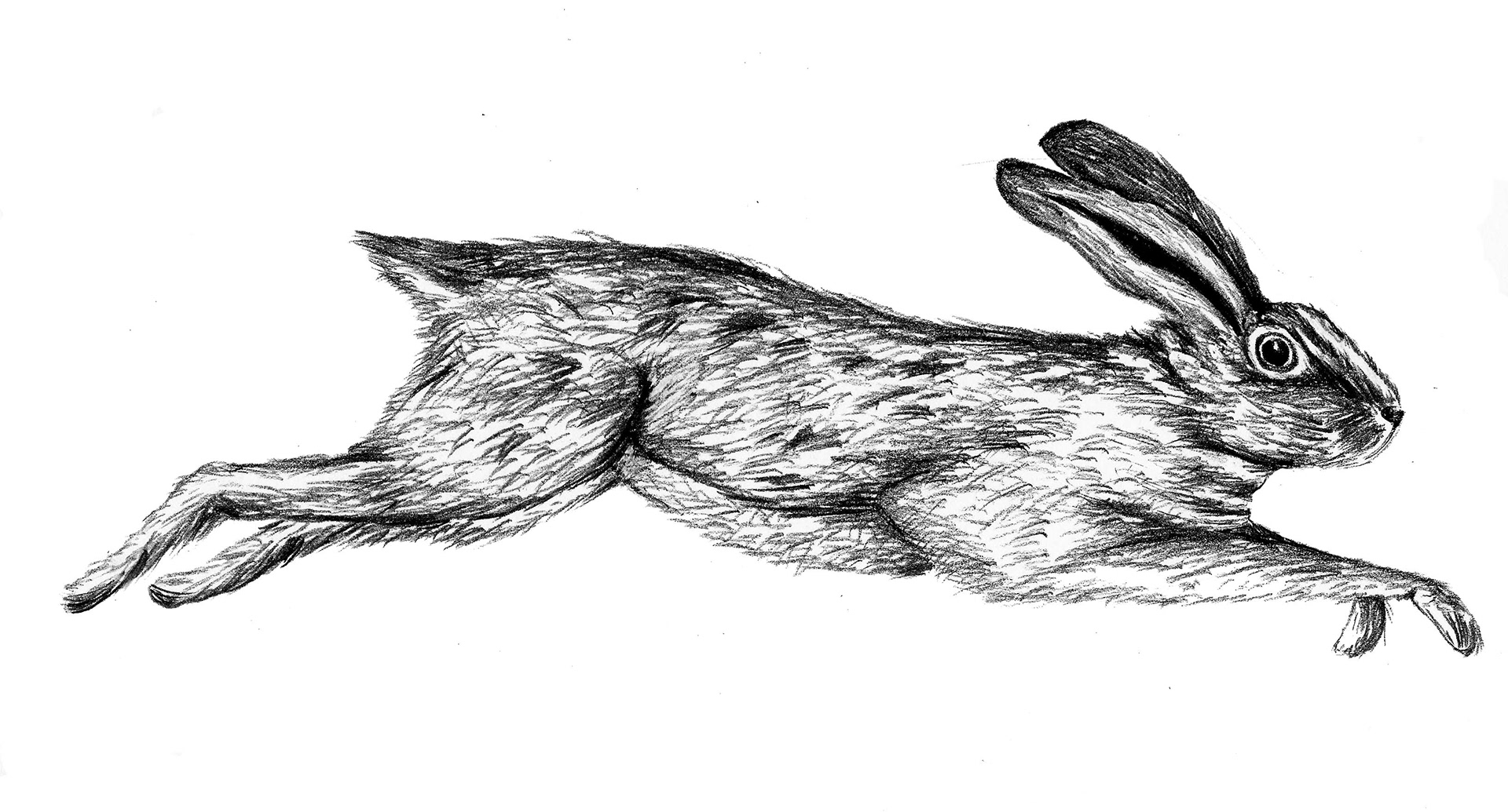 Yew Tree Hare