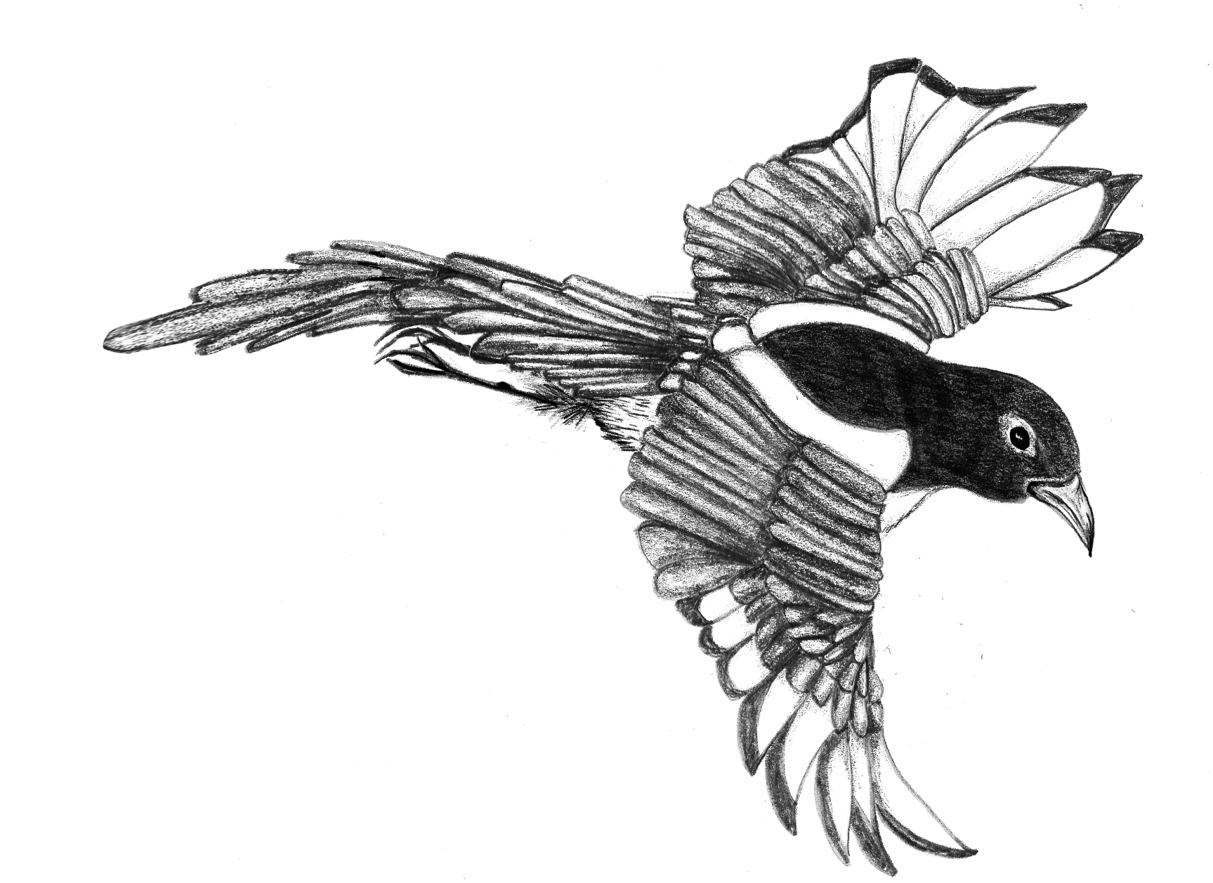 Yew Tree Magpie