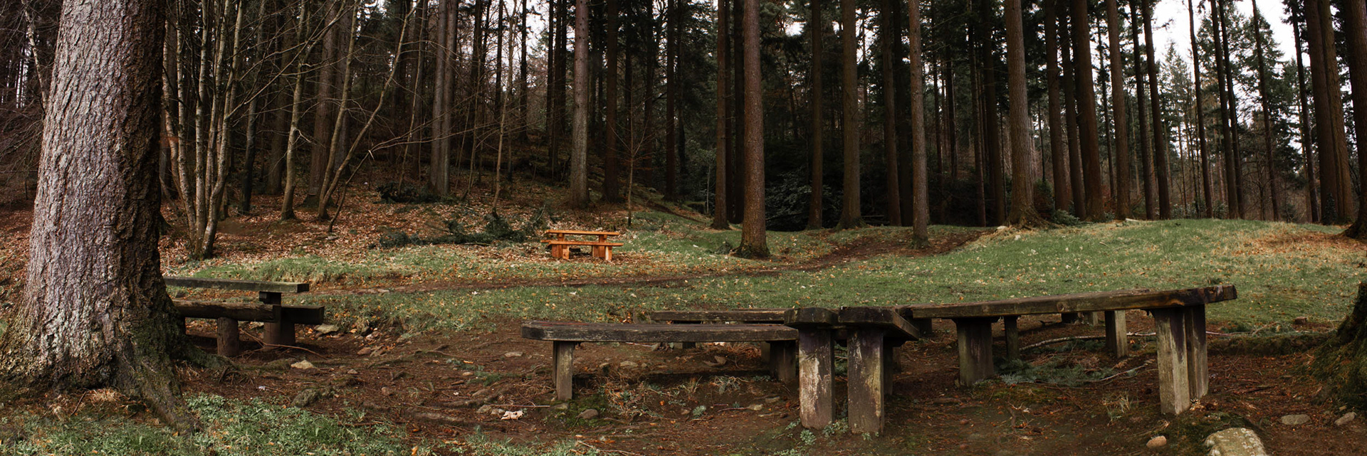 Ravensdale Forest