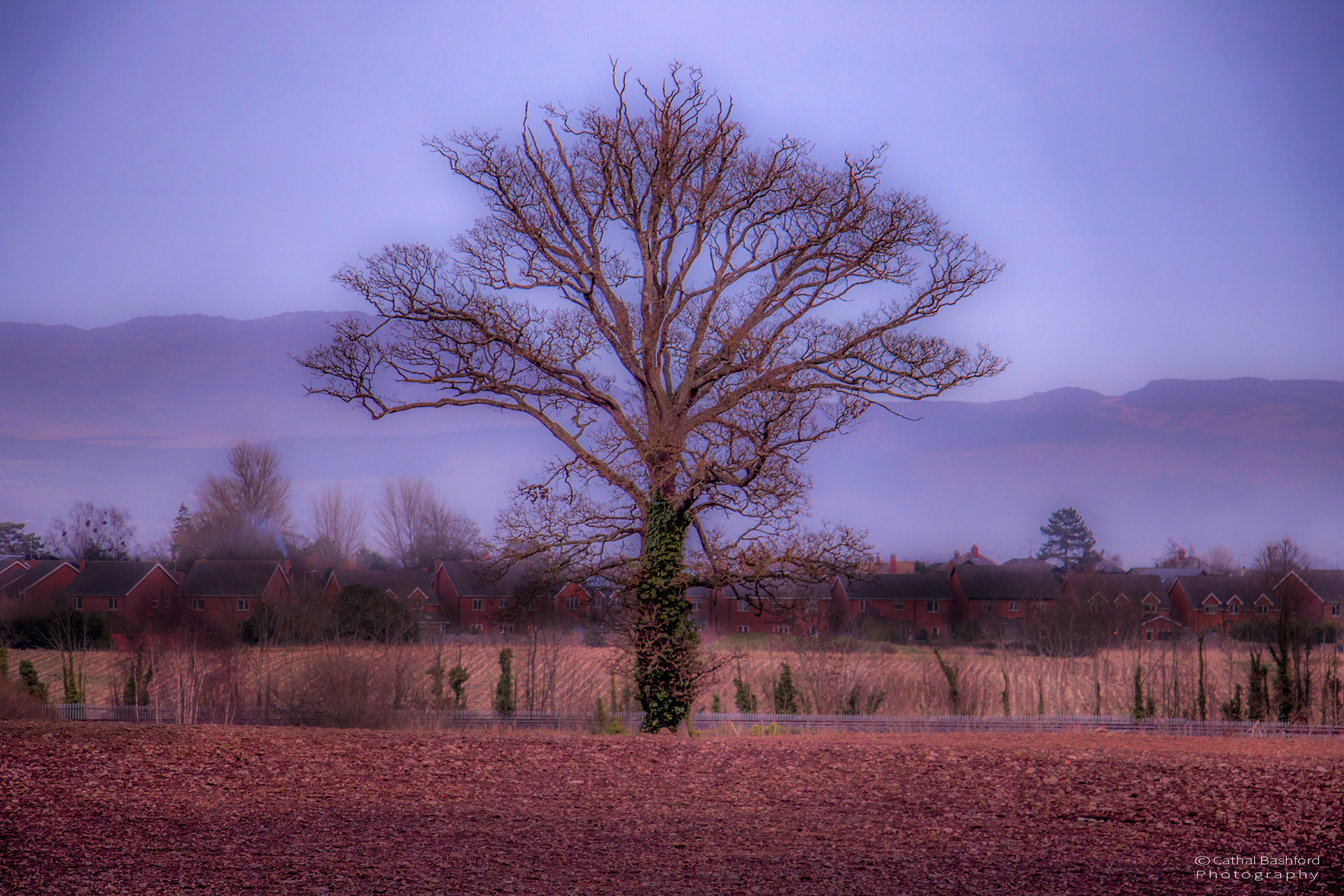 Tree by the Tracks
