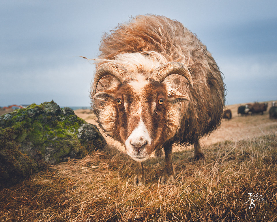 icelandic sheep