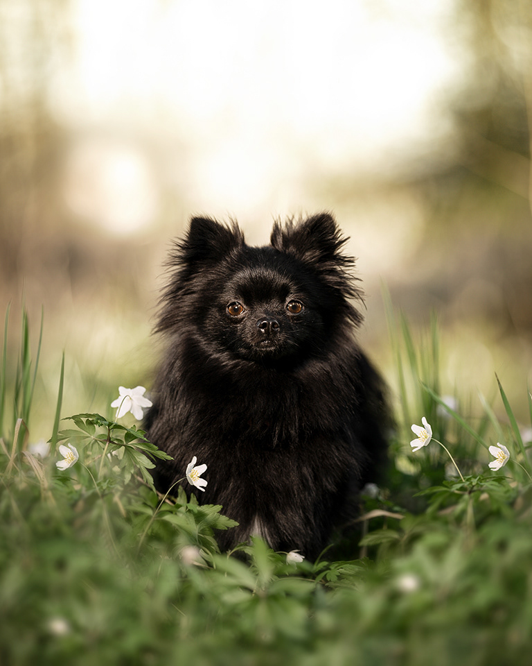 koiravalokuvaus pomeranian
