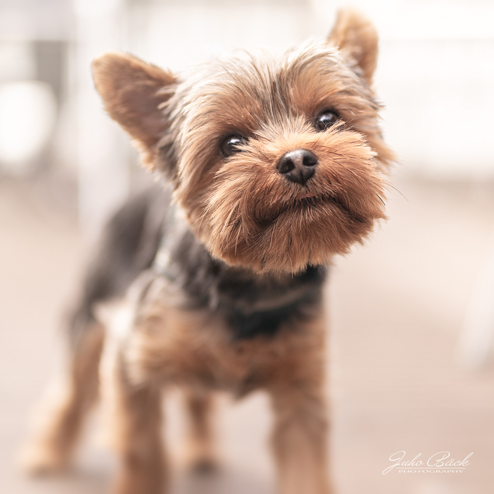 yorkshiren terrieri koirakuvaaja lemmikkikuvaus