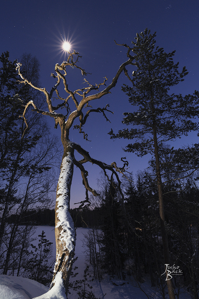 moon tree winter
