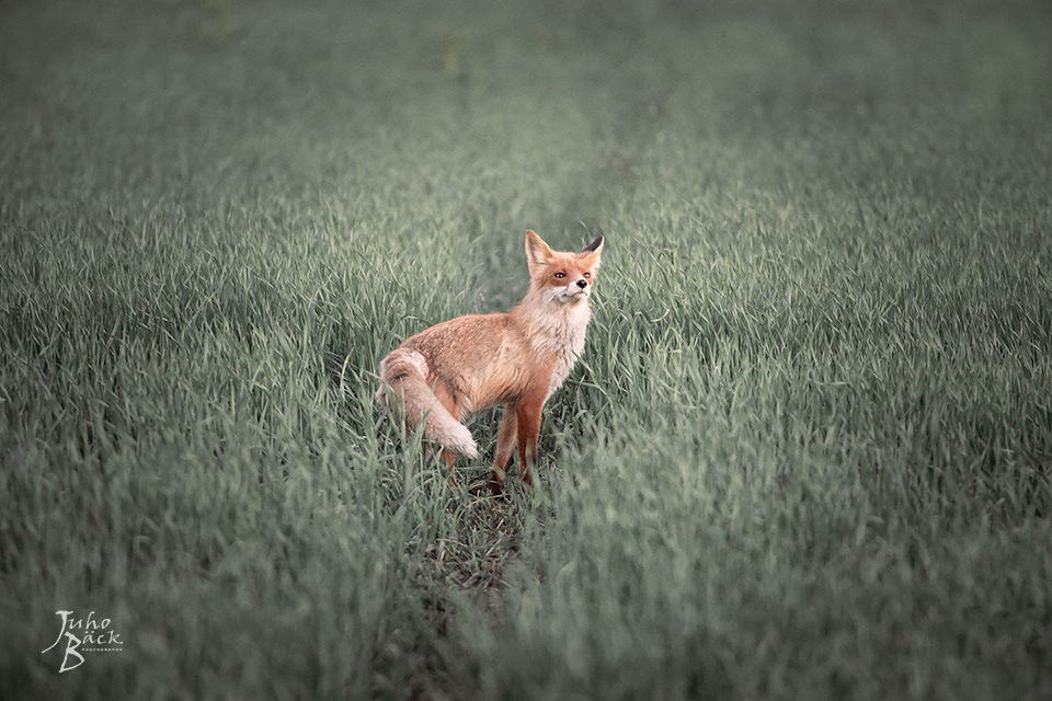 fox kettu