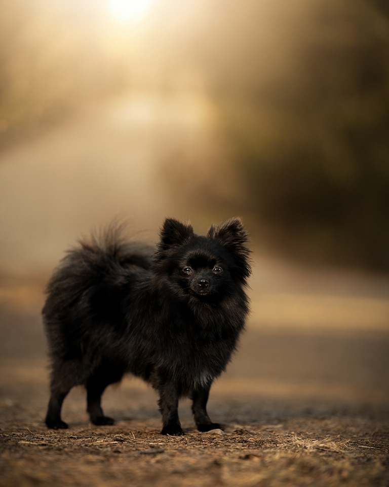 koirakuvaus pomeranian