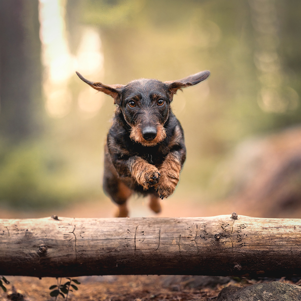 karkeakarvainen mäyräkoira