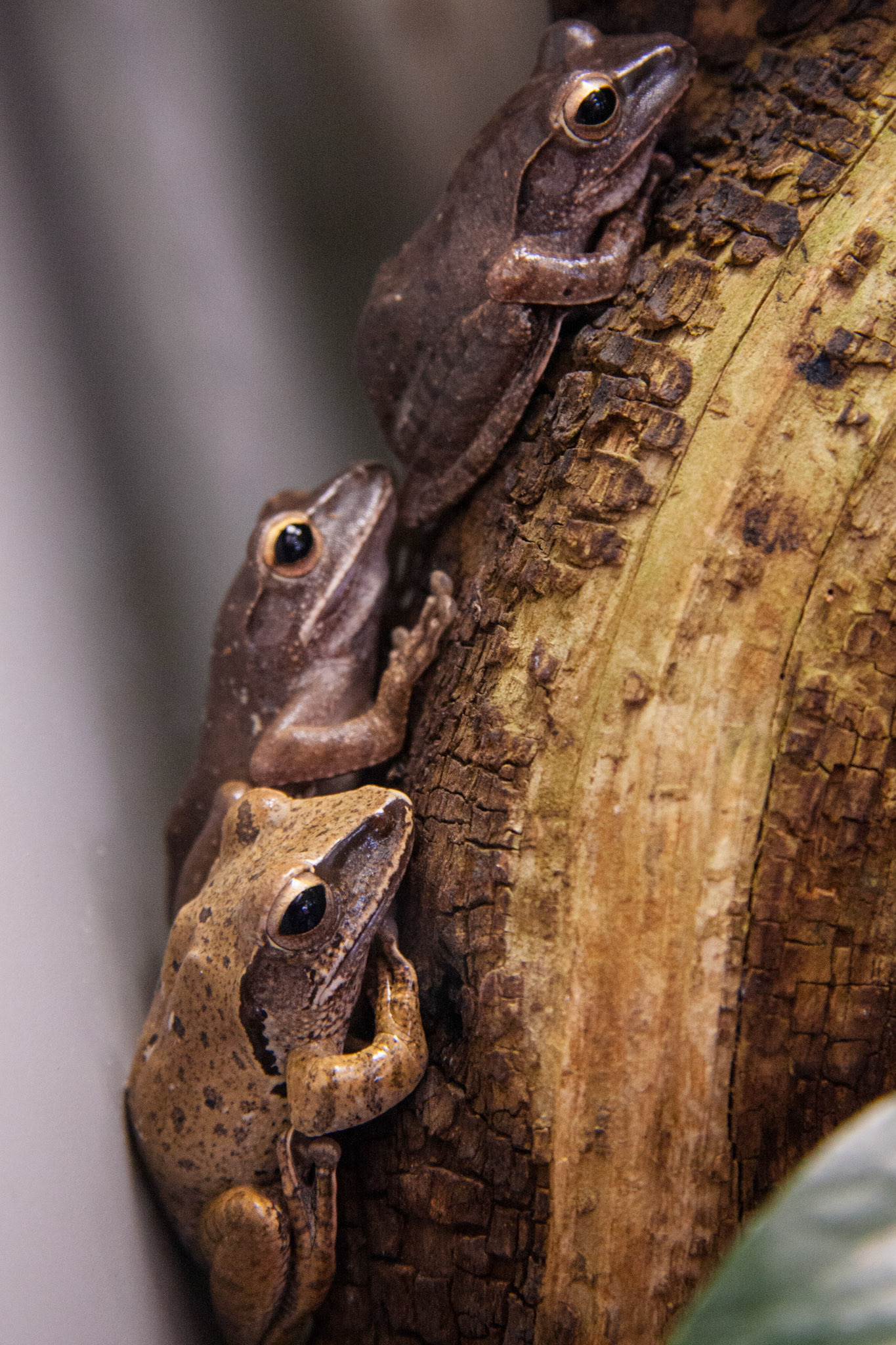 Die Drei In Der Reihe