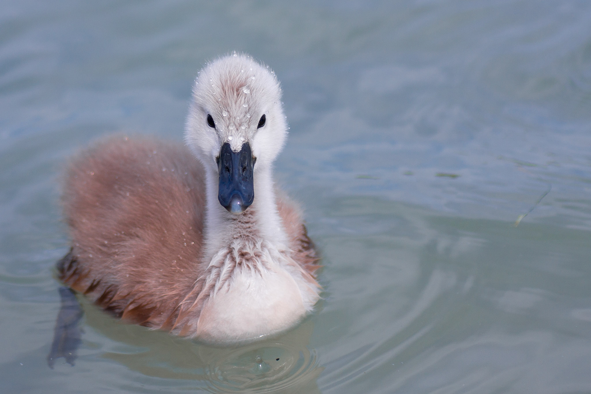 Cute Swan