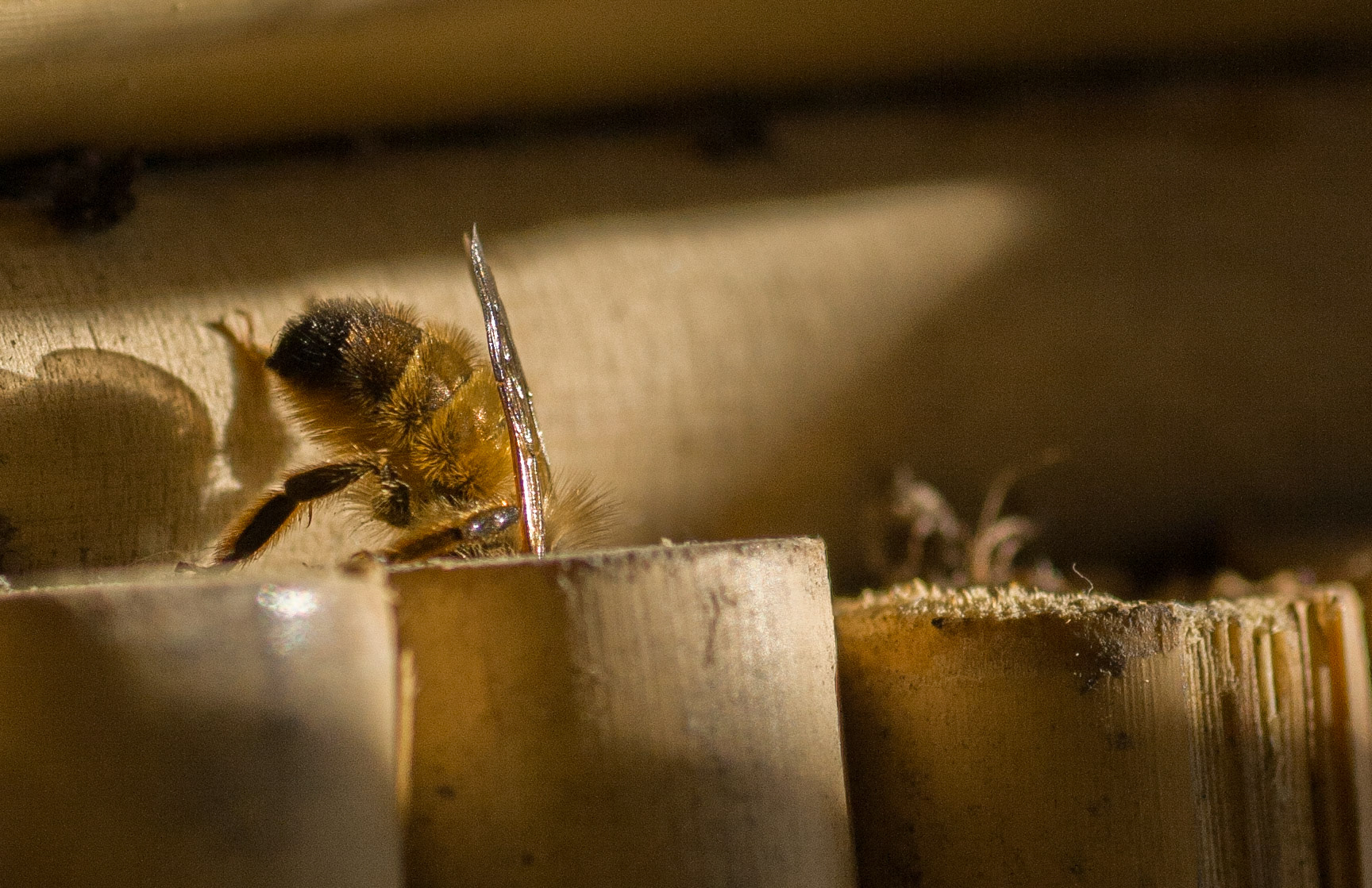 Eine Biene verkriecht sich in den Bambus Rohren die den Boden verkleiden.