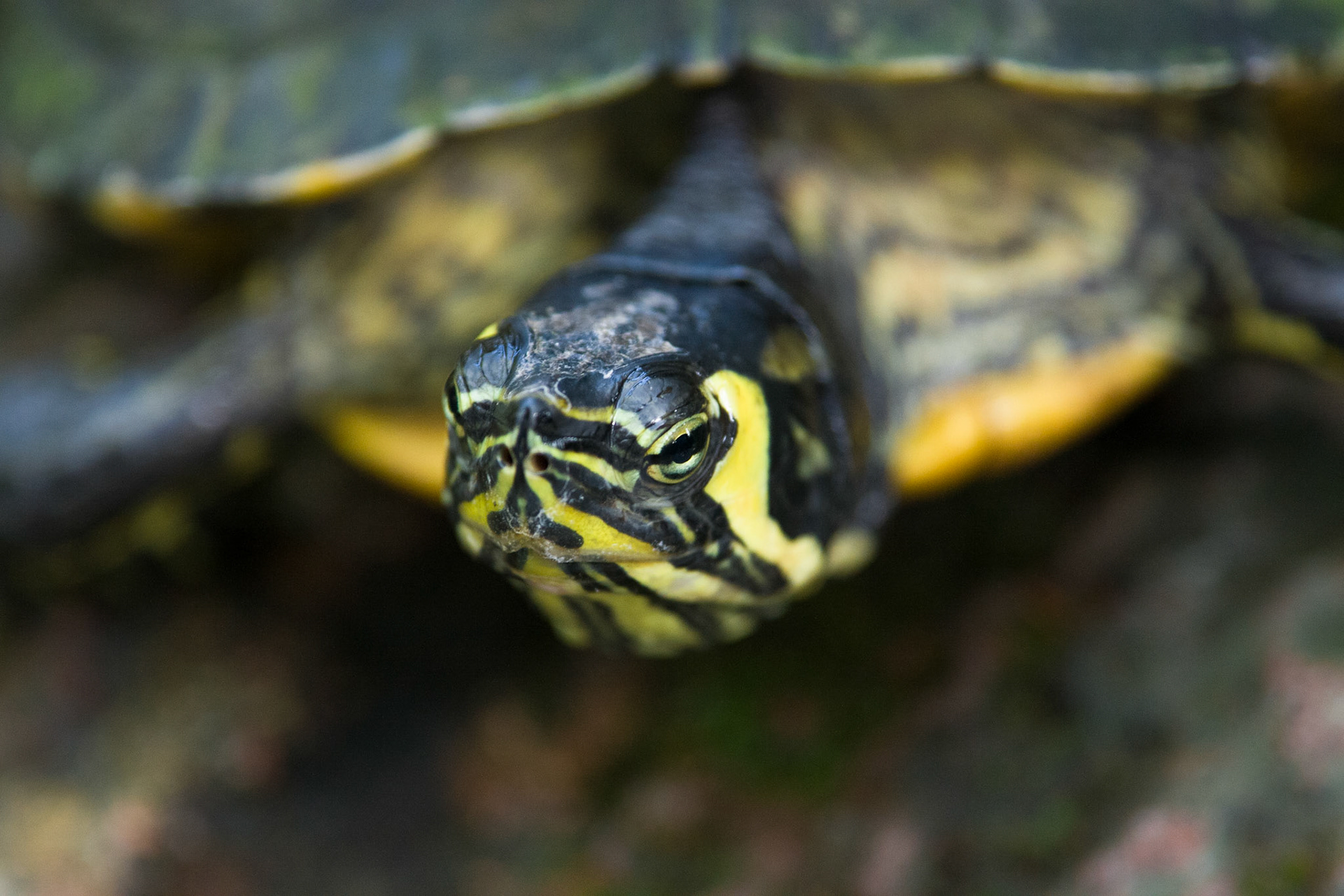 Schildkröten in einem der Häuser des botanischen Gartens.