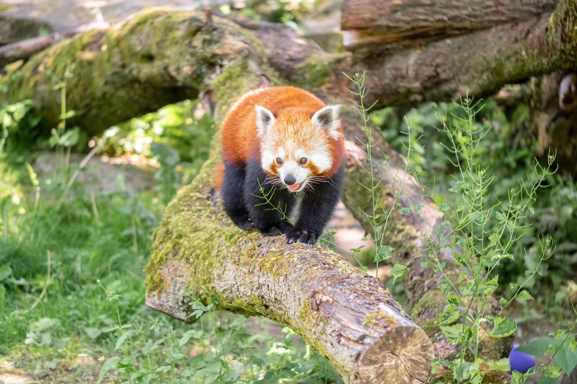 Ein kleiner Panda klettert über einen Ast