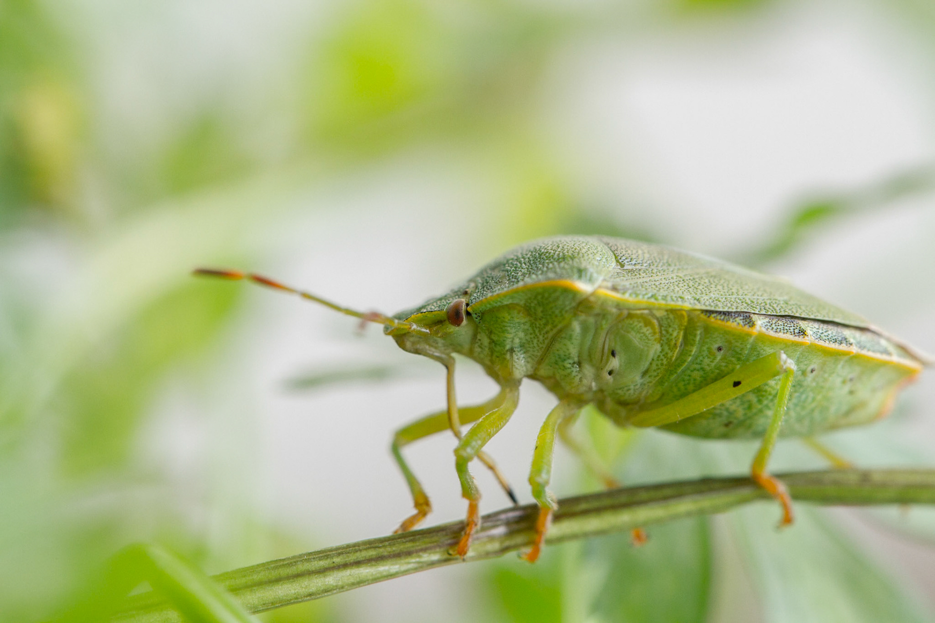 green stink bug