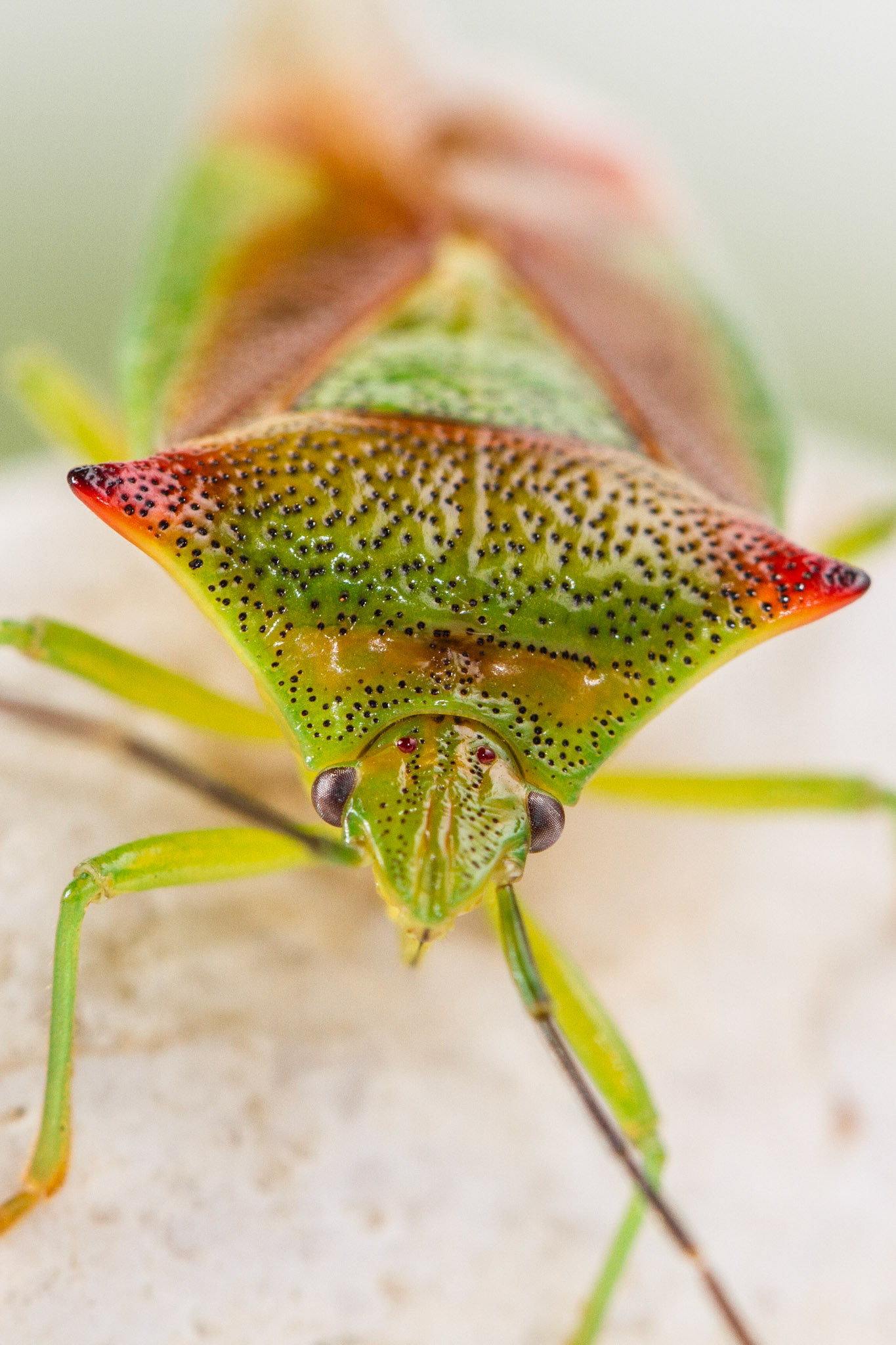 Elasmostethus interstinctus