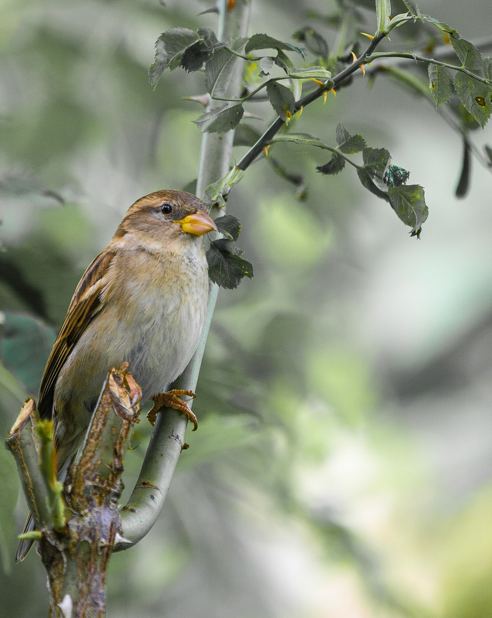 Stolzer Spatz