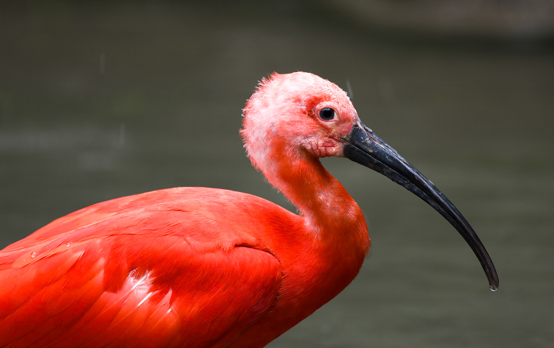 roter Vogel