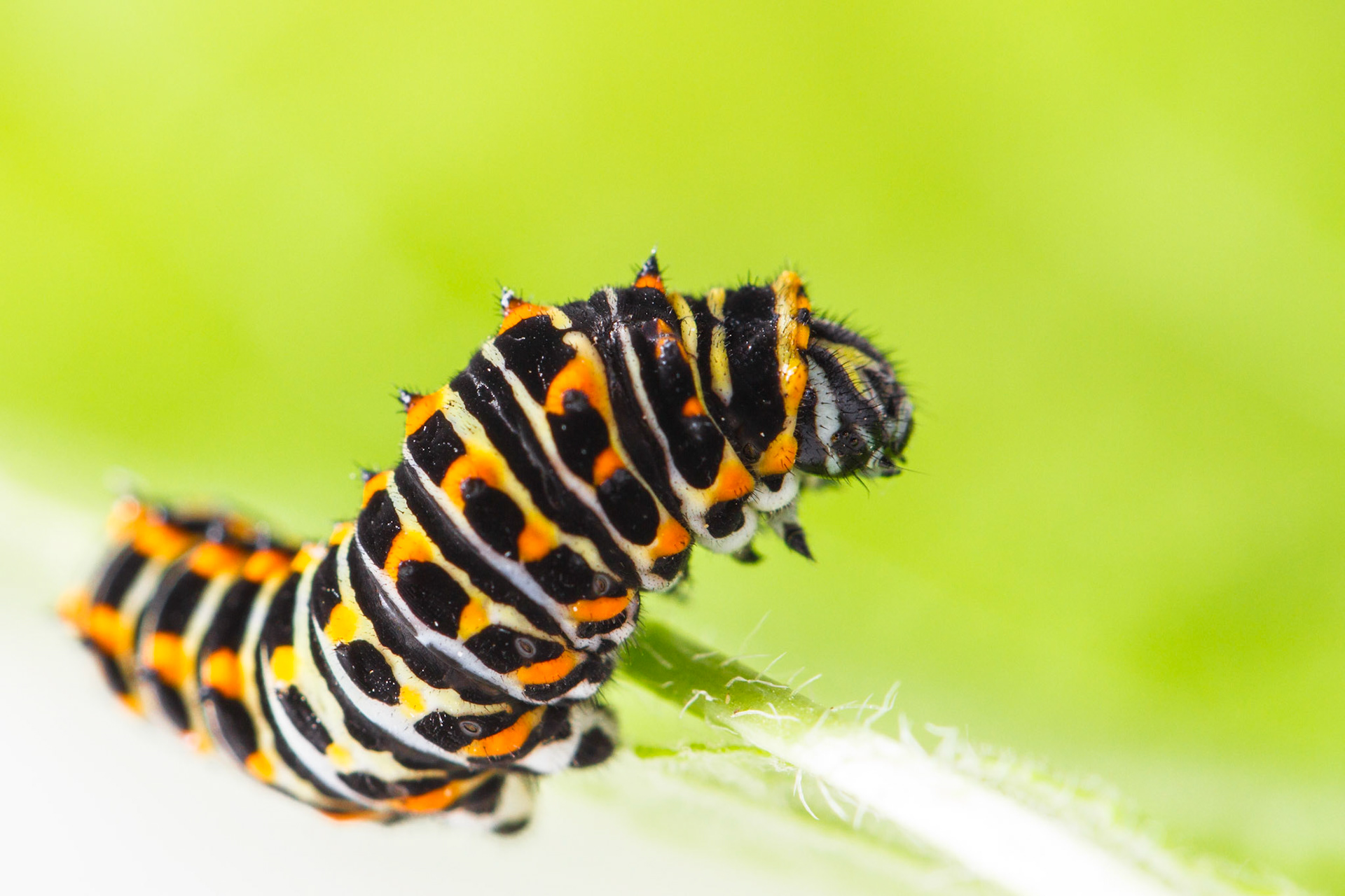 stand-up caterpillar