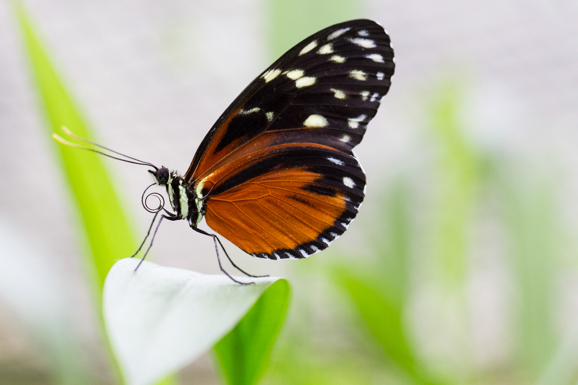 tropischer Schmetterling