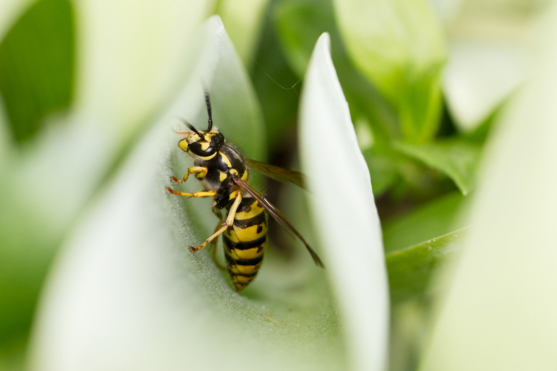 a wasp