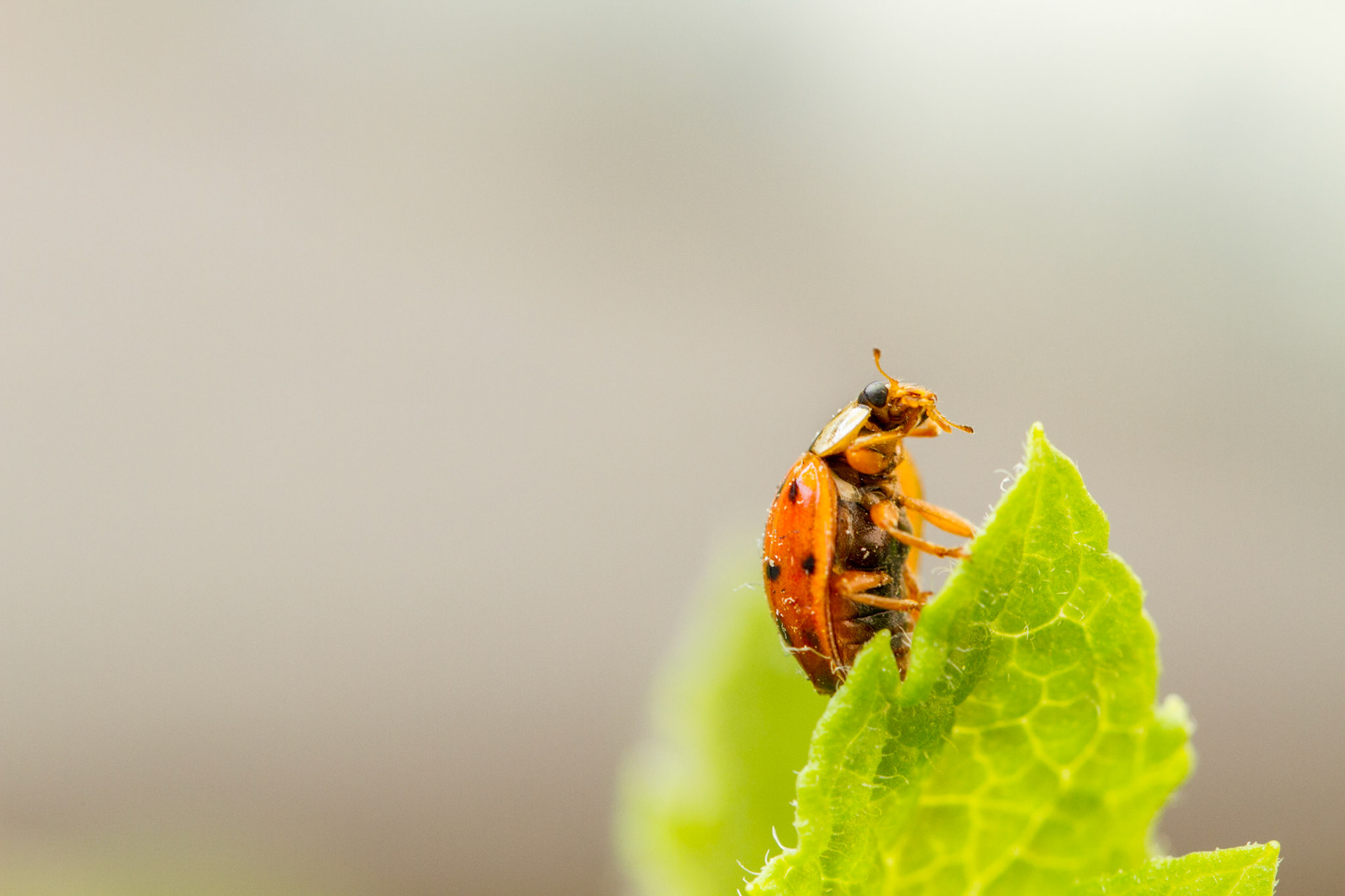 Grooming Ladybug