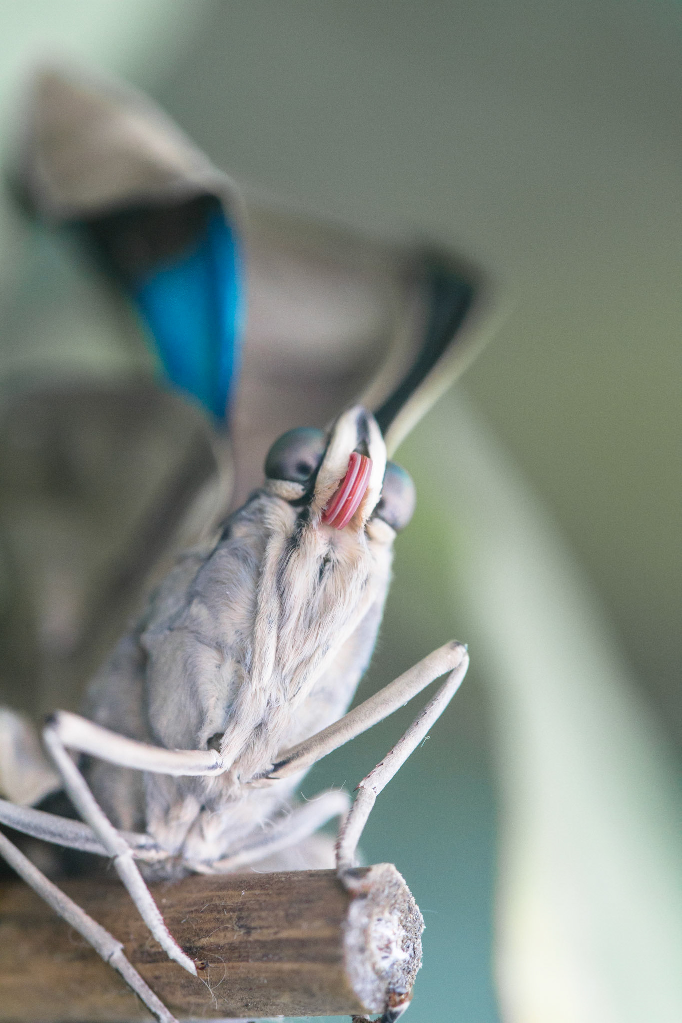 tropischer Schmetterling