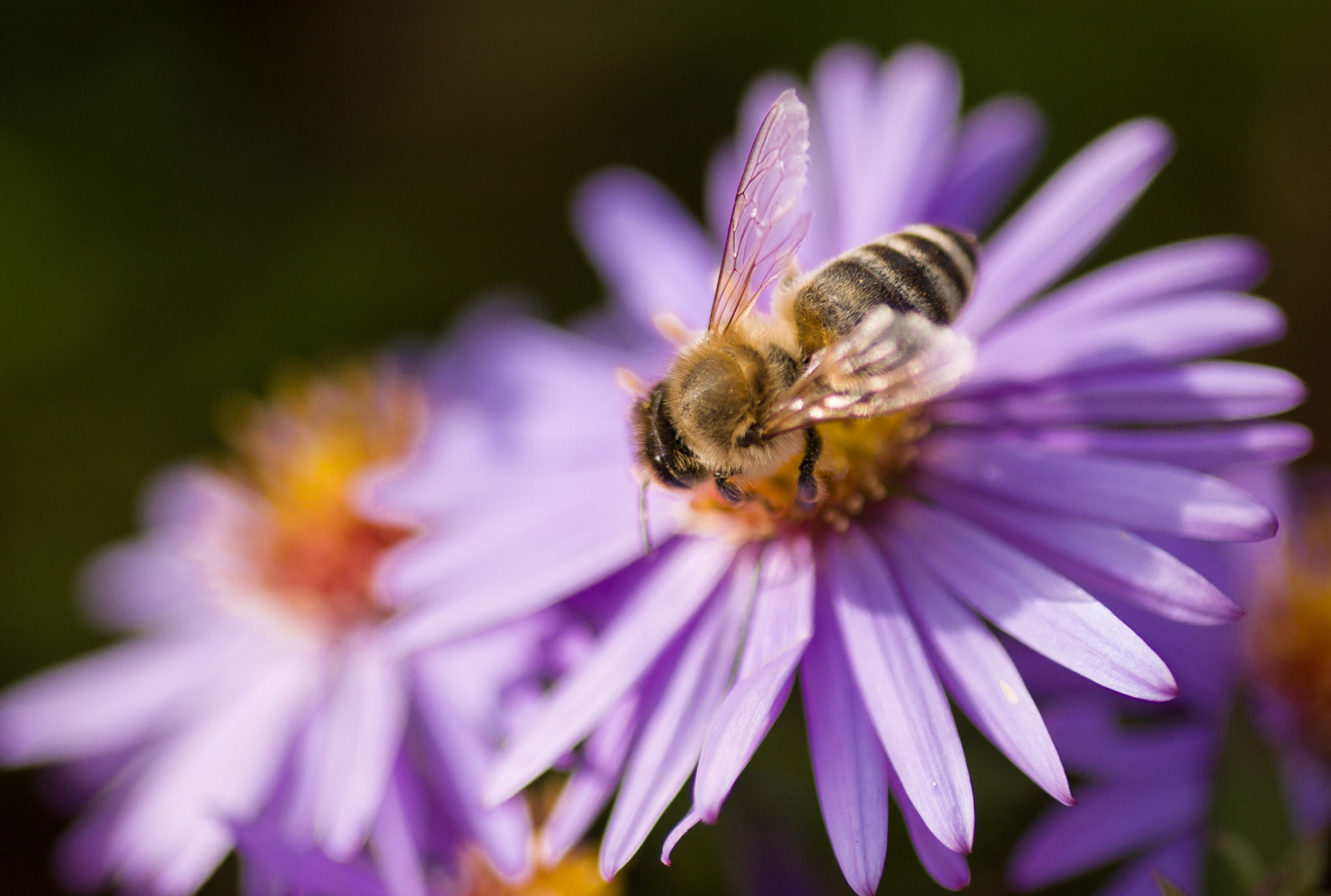 Biene im Riemer Park beim Bestäuben einer Blüte