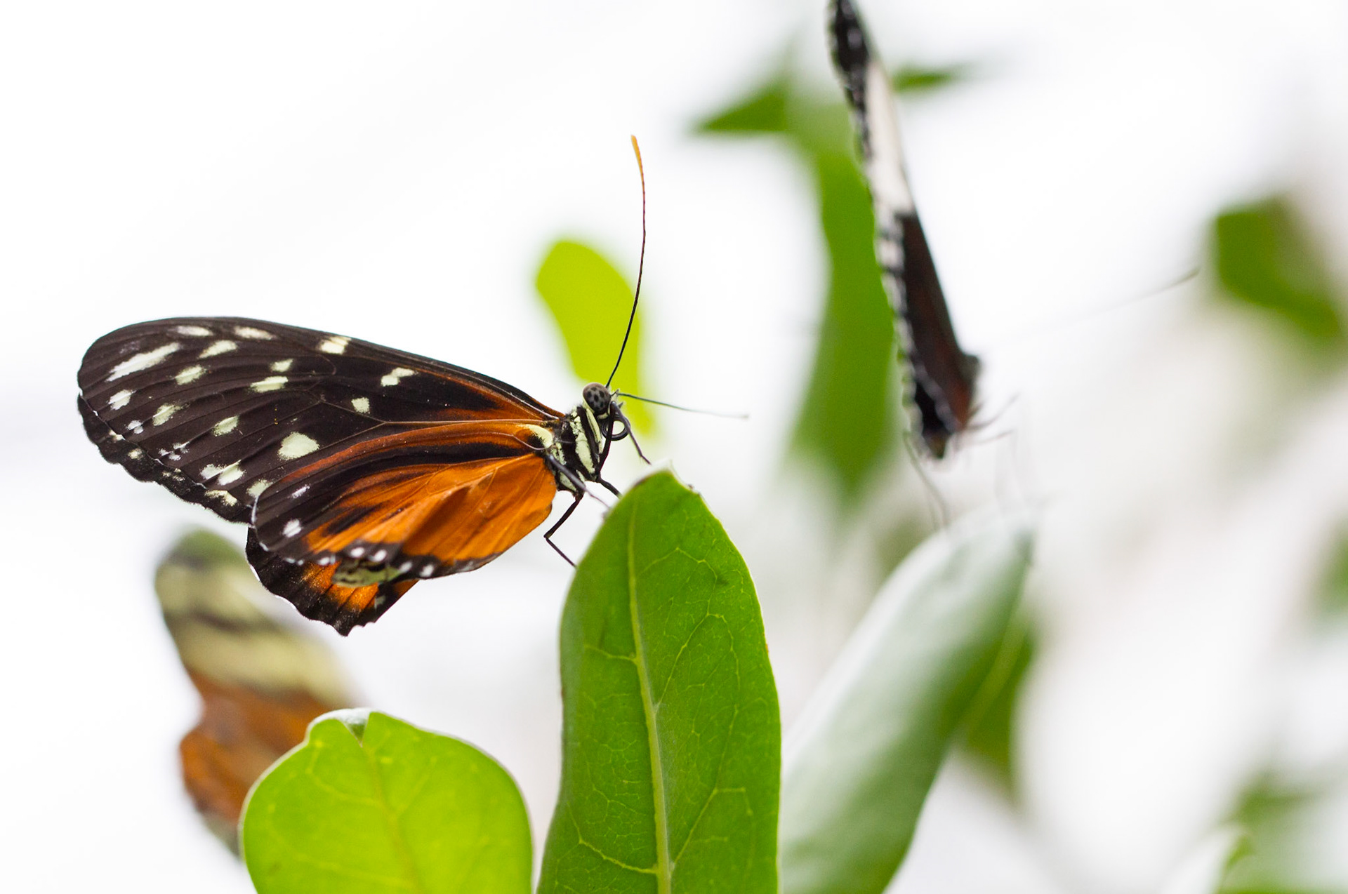tropischer Schmetterling
