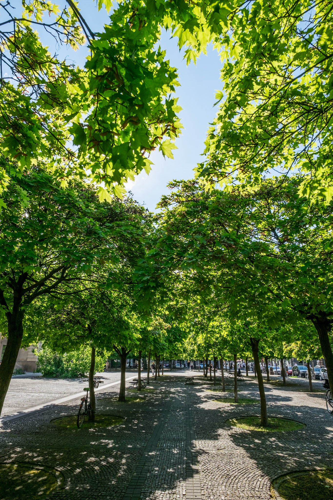 a alley of trees in a small park in berlin on Gendarmenmarkt in Berlin