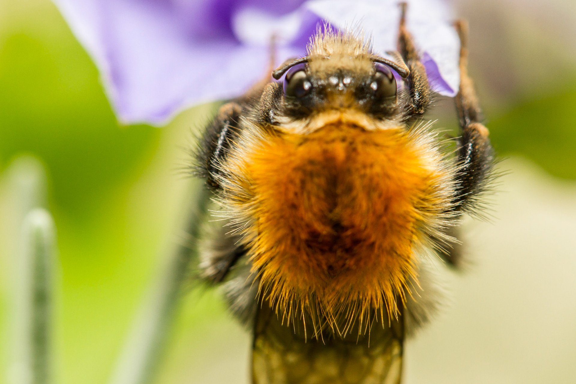 bumblebee close up