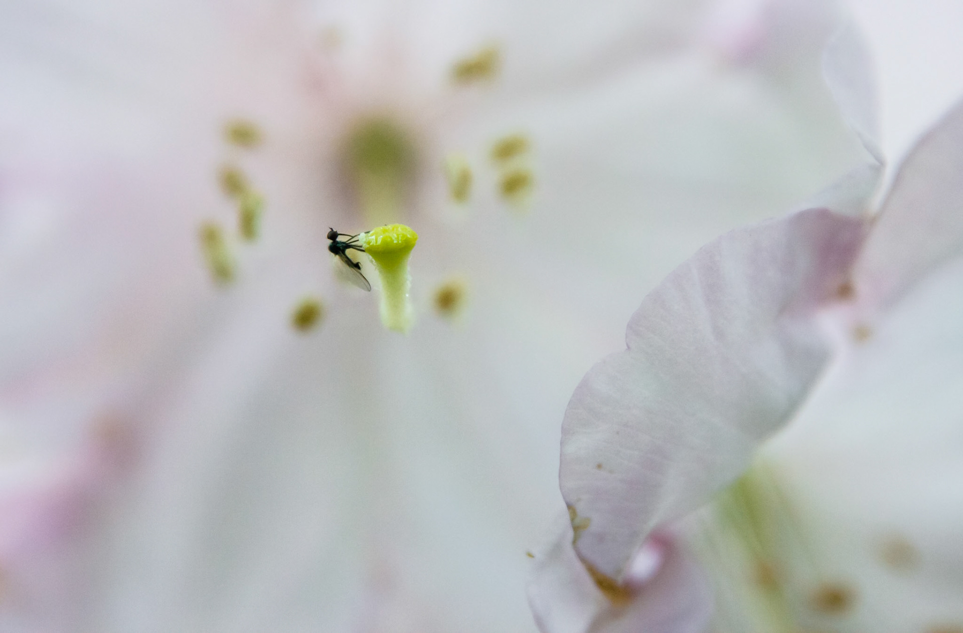 natural forms