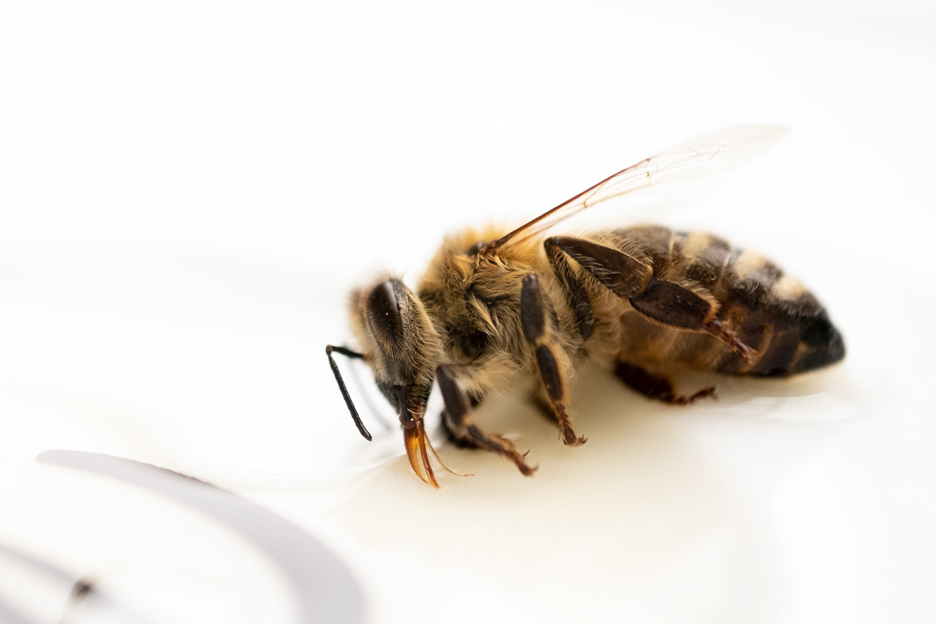 A bee seems to die. But no worry she got saved eventually.