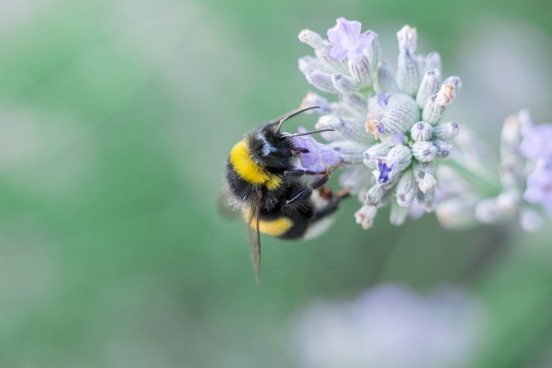 A yellow bumblebee nearly glows in the summer sun while collecting some nectar