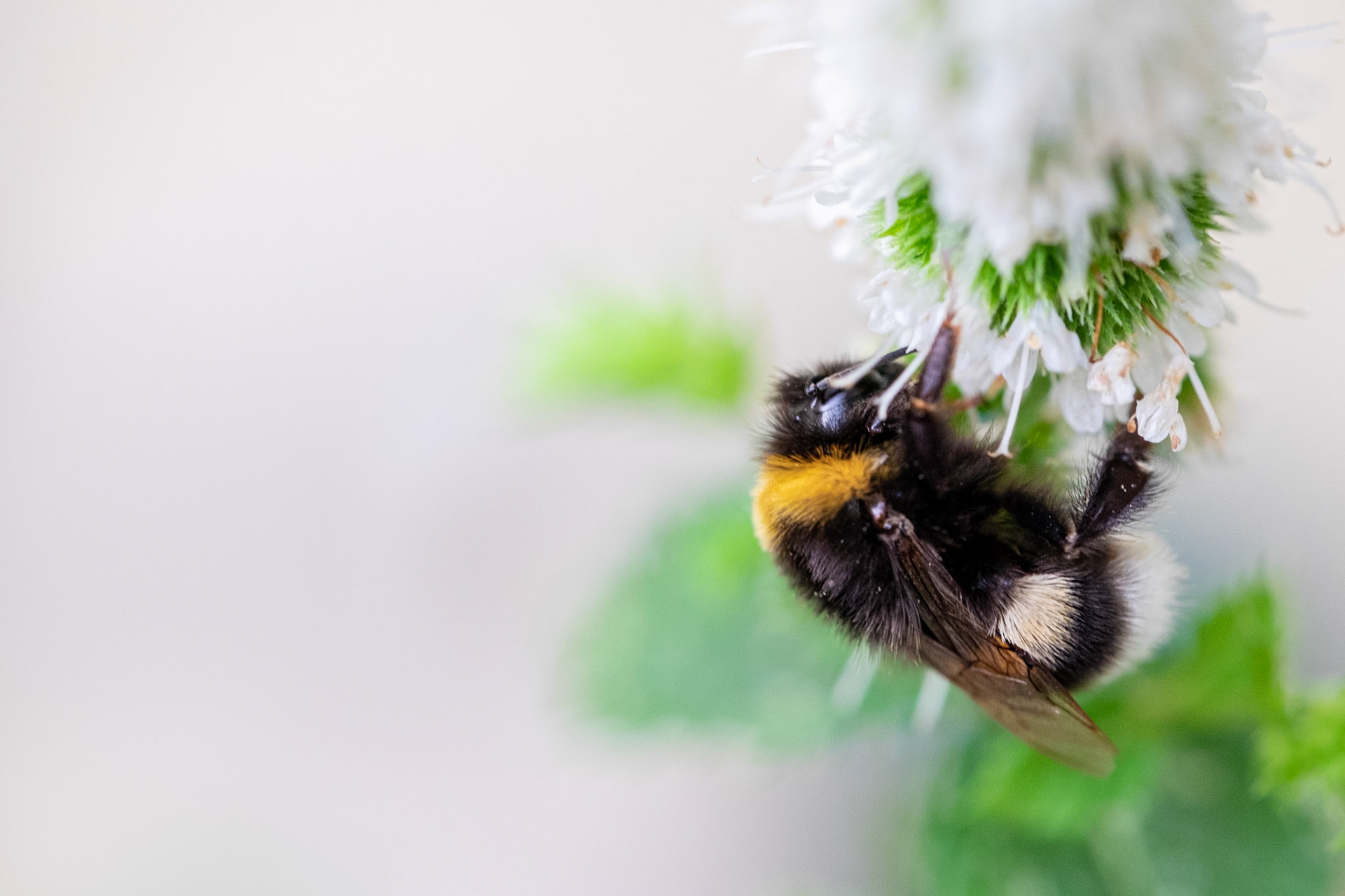 Spring arrives and with him some bumblebees.