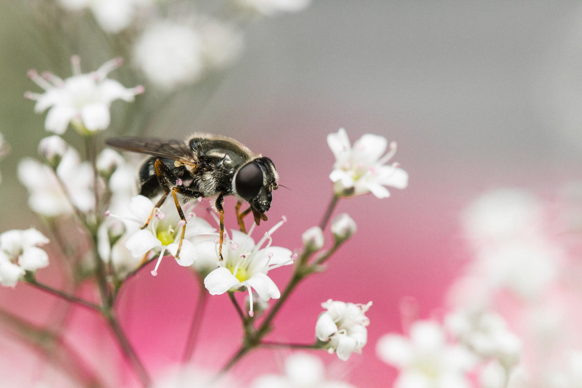 life's short, eat dessert first